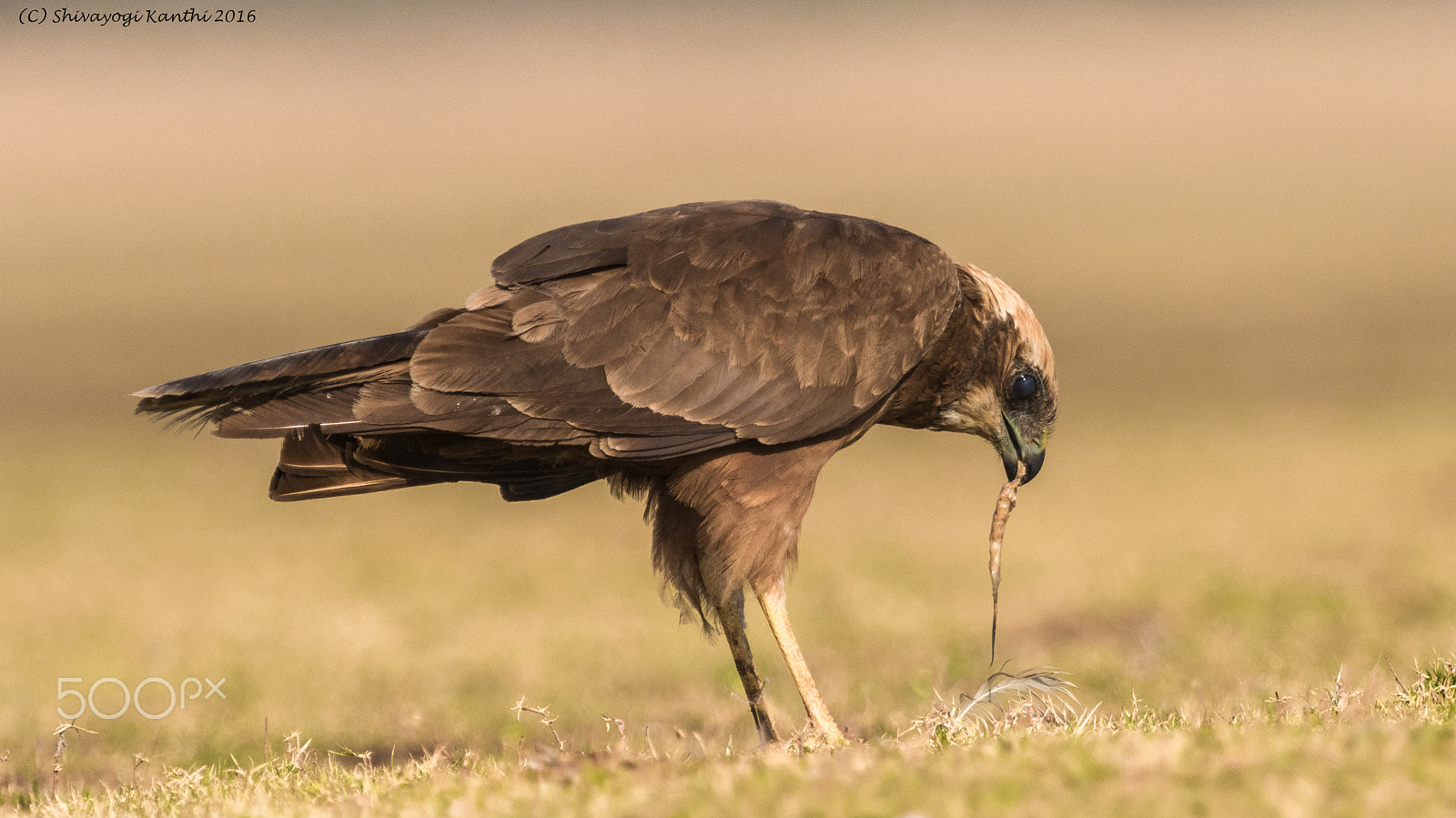 Canon EF 100-400mm F4.5-5.6L IS USM sample photo. Regurgitation photography
