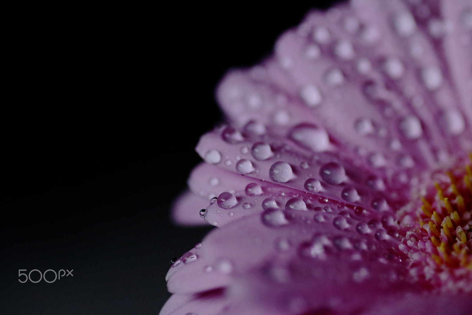 Sigma 105mm F2.8 EX DG Macro sample photo. Pink flower photography