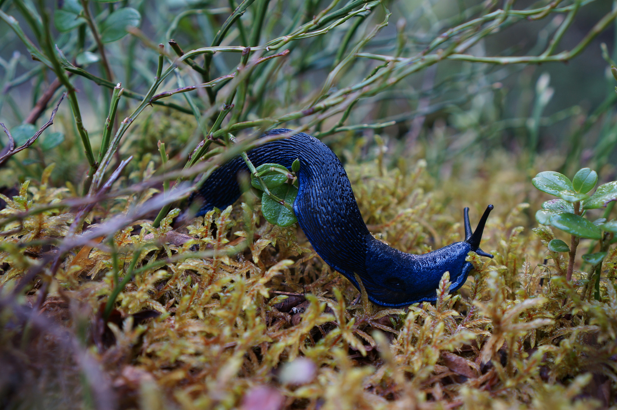 Sony Alpha NEX-6 + Sony E 35mm F1.8 OSS sample photo. Slug after eating bilberries photography