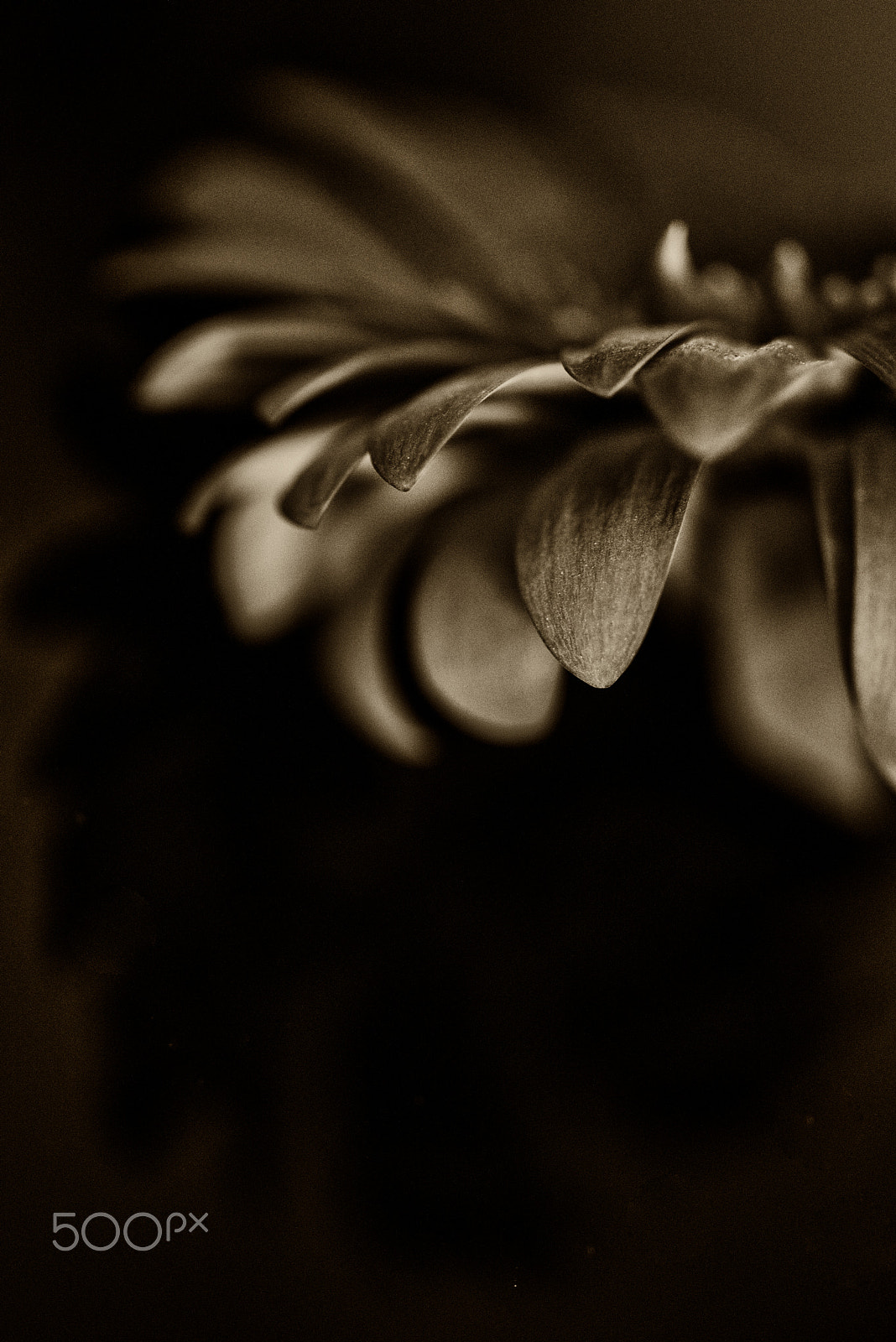Nikon D810 + Sigma 50mm F2.8 EX DG Macro sample photo. Sepia ii photography