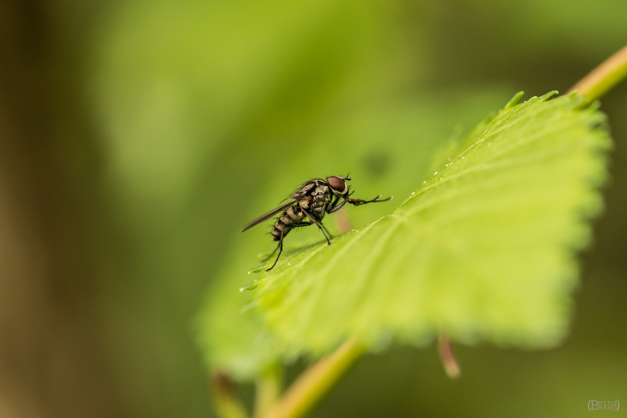 Sony a99 II + 90mm F2.8 Macro SSM sample photo. Mcfly photography
