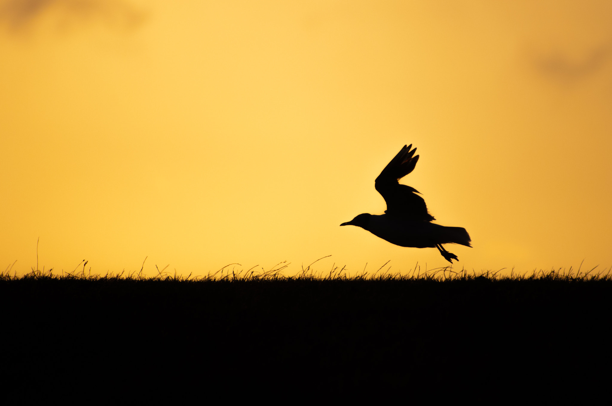 Nikon D300 sample photo. Silhouette of an early flight photography