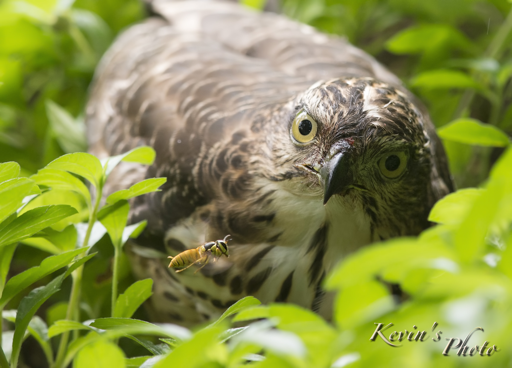 Nikon D4 + Nikon AF-S Nikkor 300mm F4D ED-IF sample photo. Looking at it ~ photography