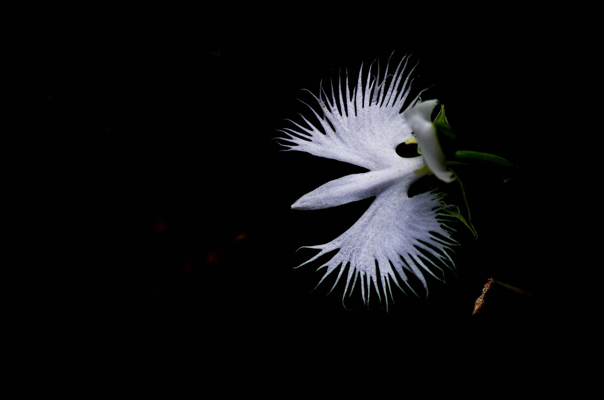 Pentax K-5 + Tamron SP AF 90mm F2.8 Di Macro sample photo. White egret flower photography