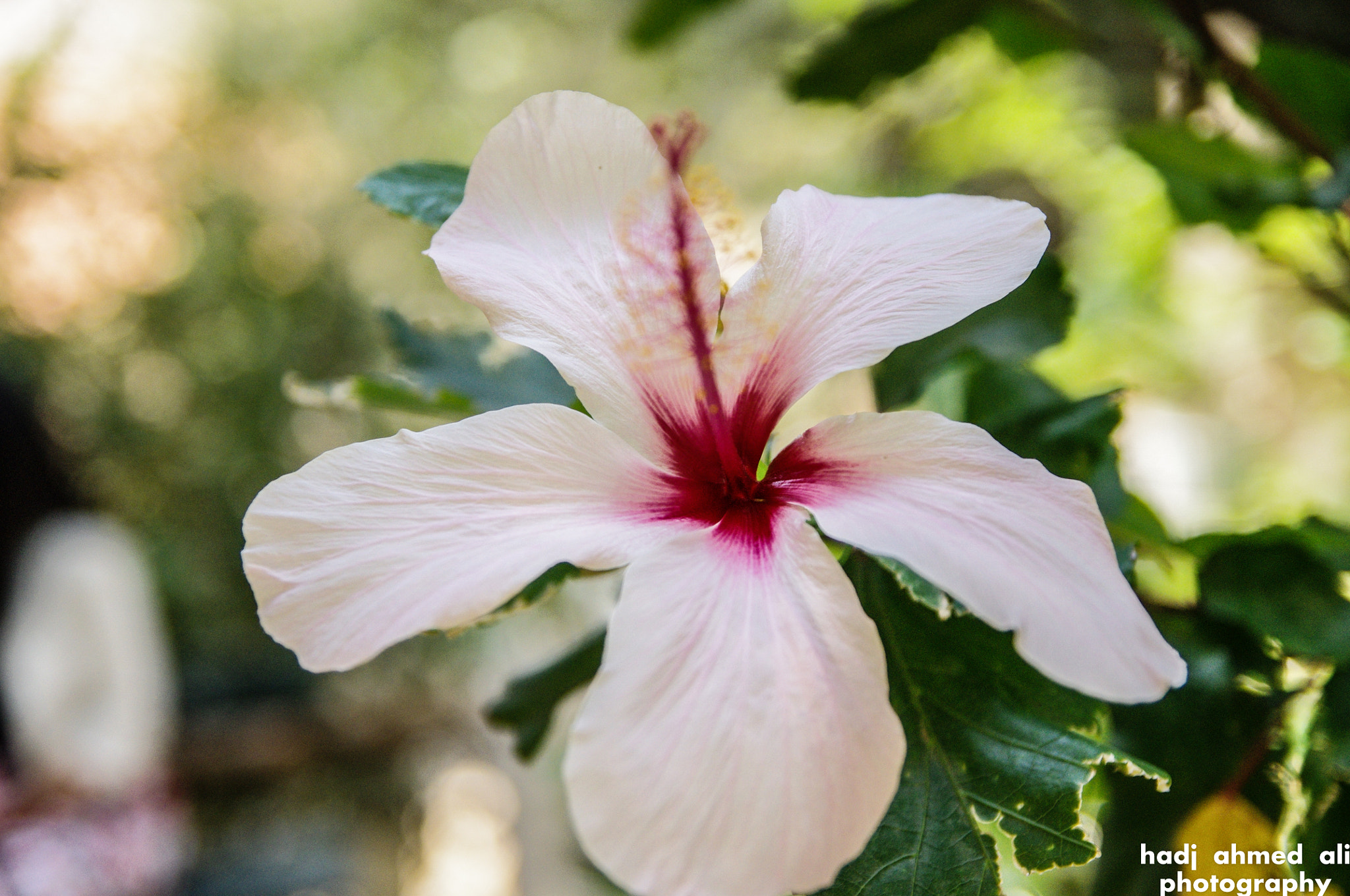 Pentax K-x sample photo. *** photography