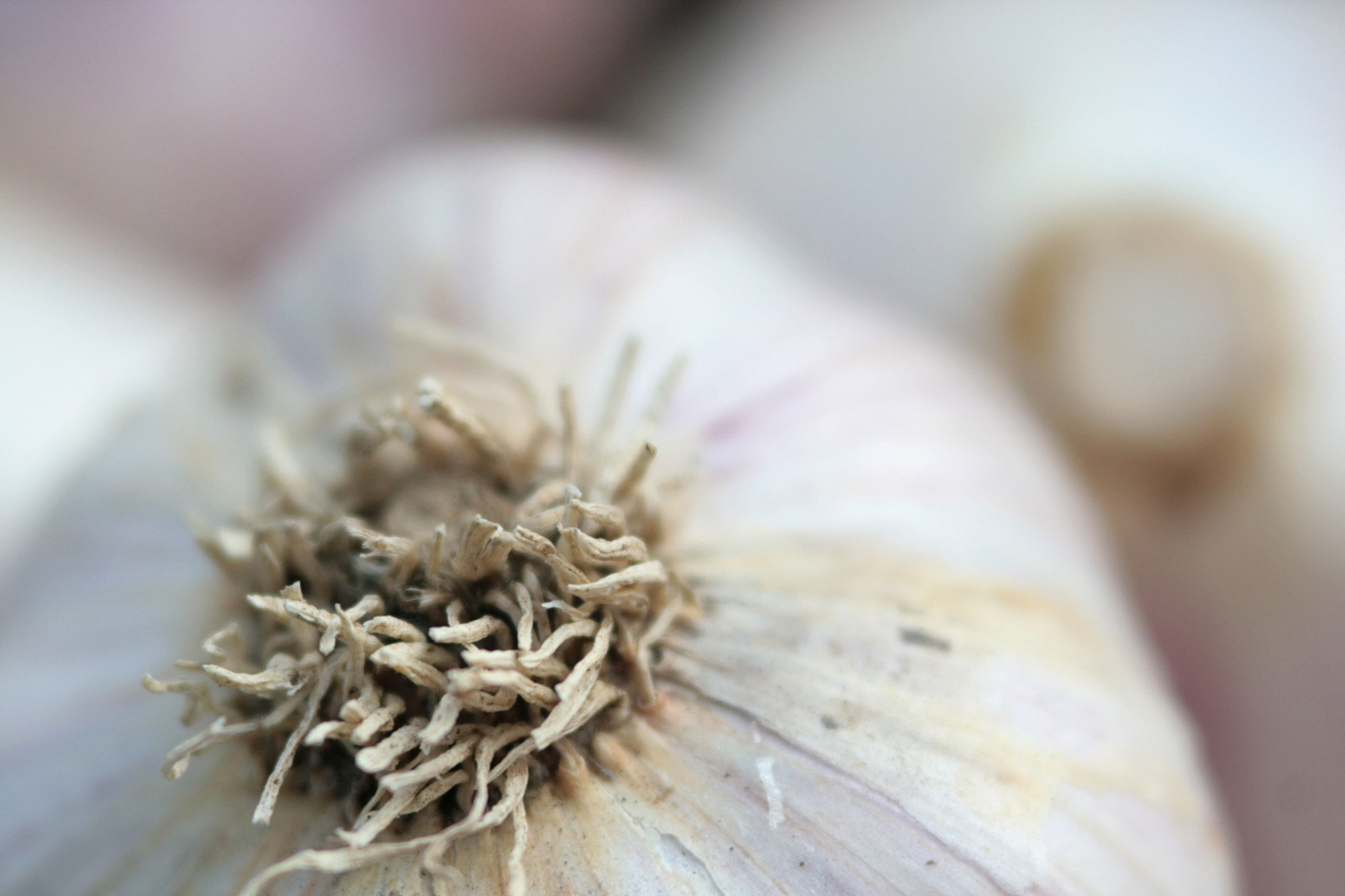 Canon EF 100-300mm F4.5-5.6 USM sample photo. Garlic harvest photography