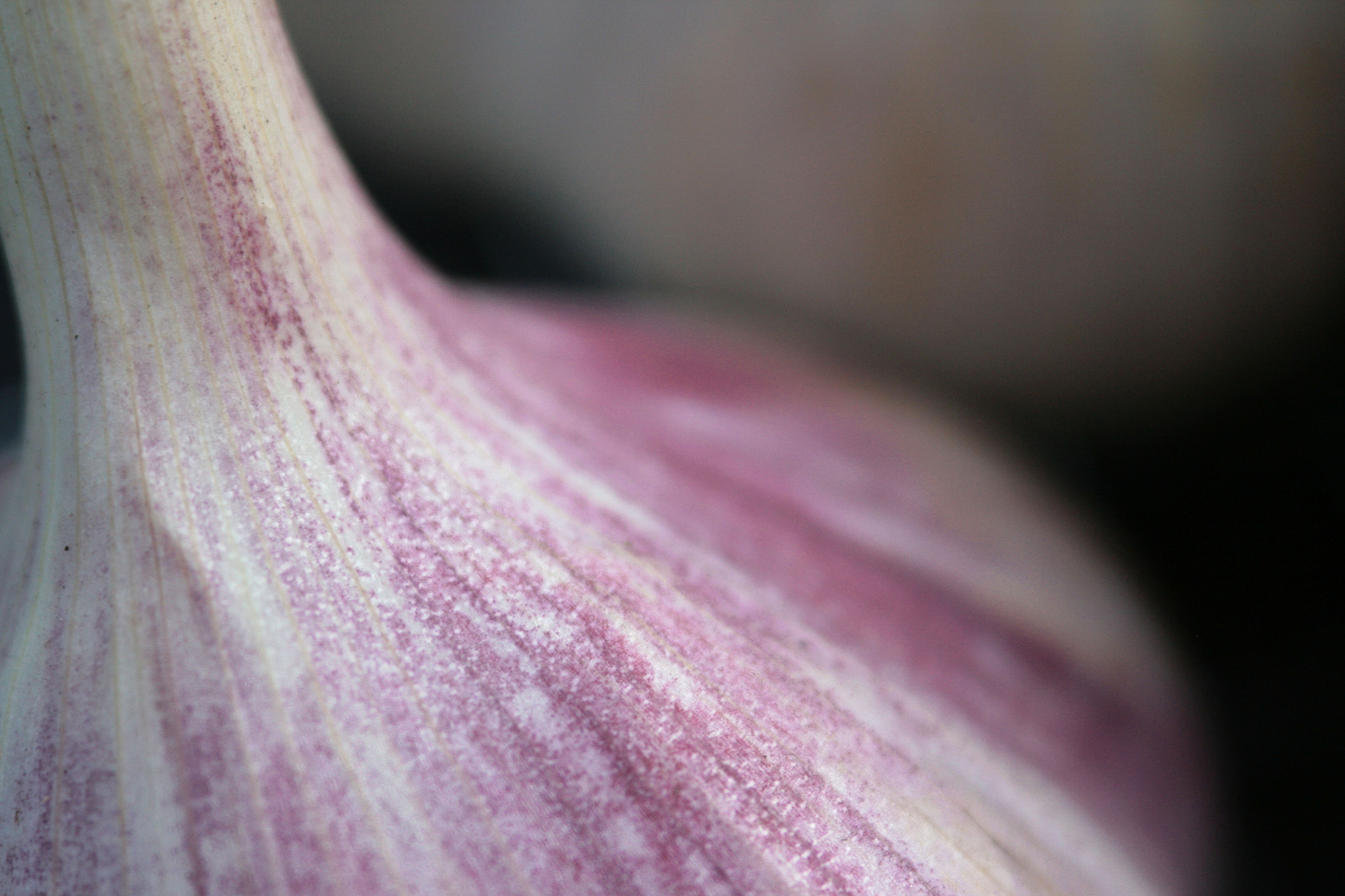 Canon EF 100-300mm F4.5-5.6 USM sample photo. Garlic harvest photography