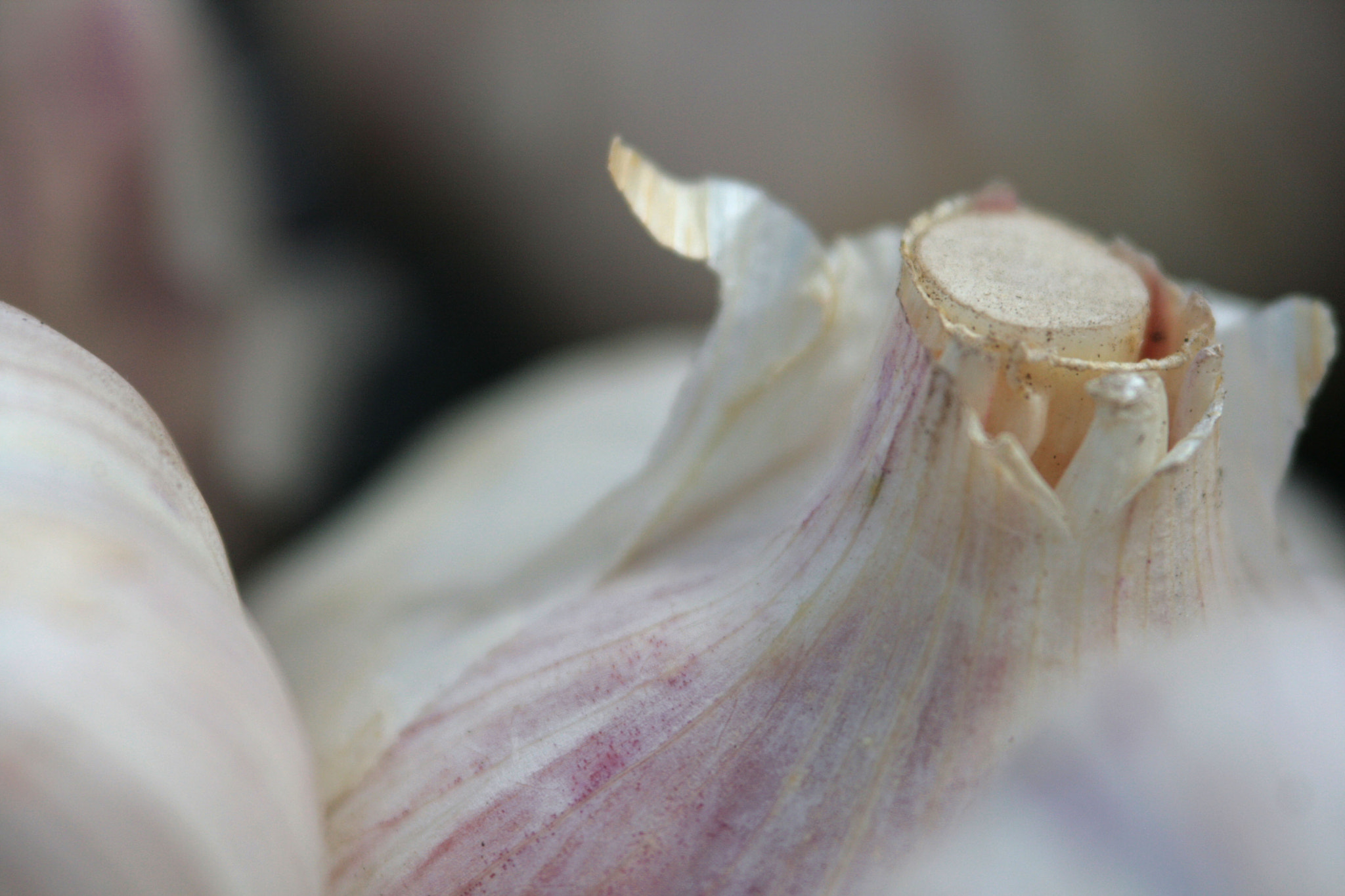 Canon EF 100-300mm F4.5-5.6 USM sample photo. Garlic harvest photography