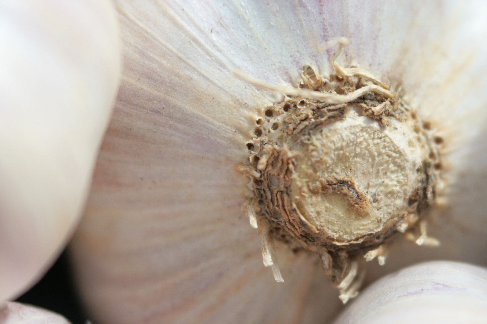 Canon EF 100-300mm F4.5-5.6 USM sample photo. Garlic harvest photography