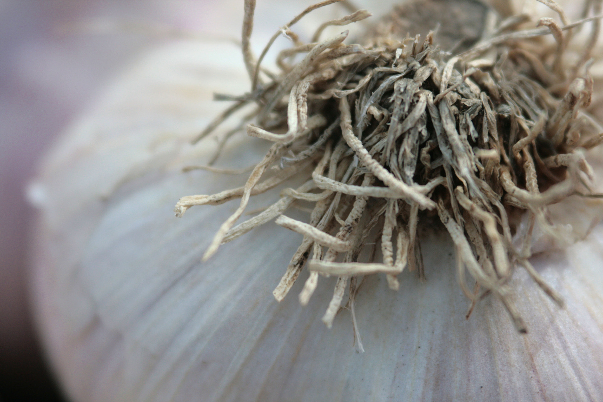 Canon EF 100-300mm F4.5-5.6 USM sample photo. Garlic harvest photography