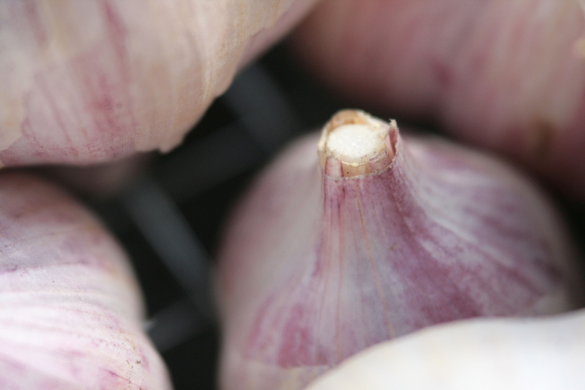 Canon EF 100-300mm F4.5-5.6 USM sample photo. Garlic harvest photography