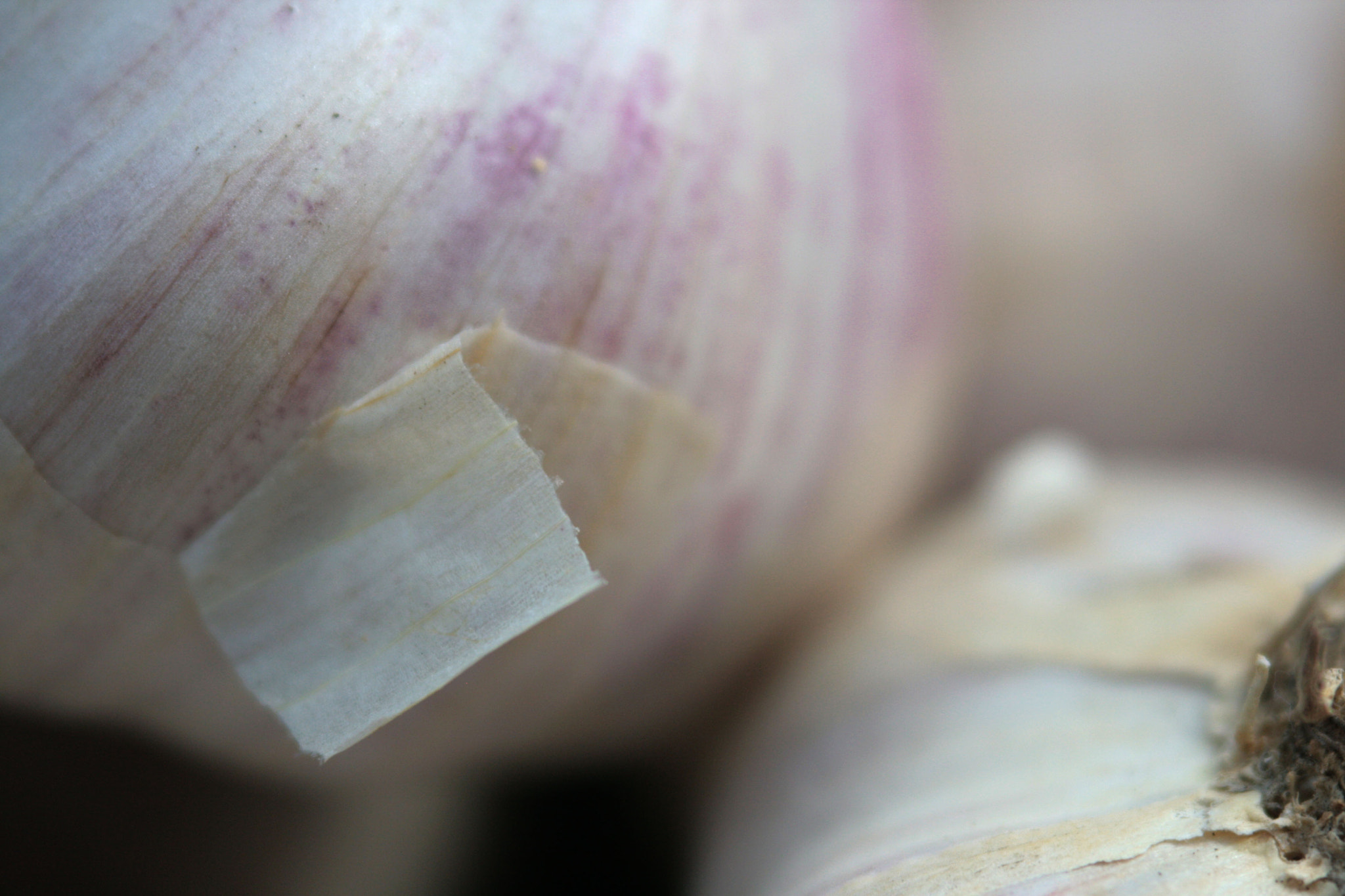 Canon EF 100-300mm F4.5-5.6 USM sample photo. Garlic harvest photography