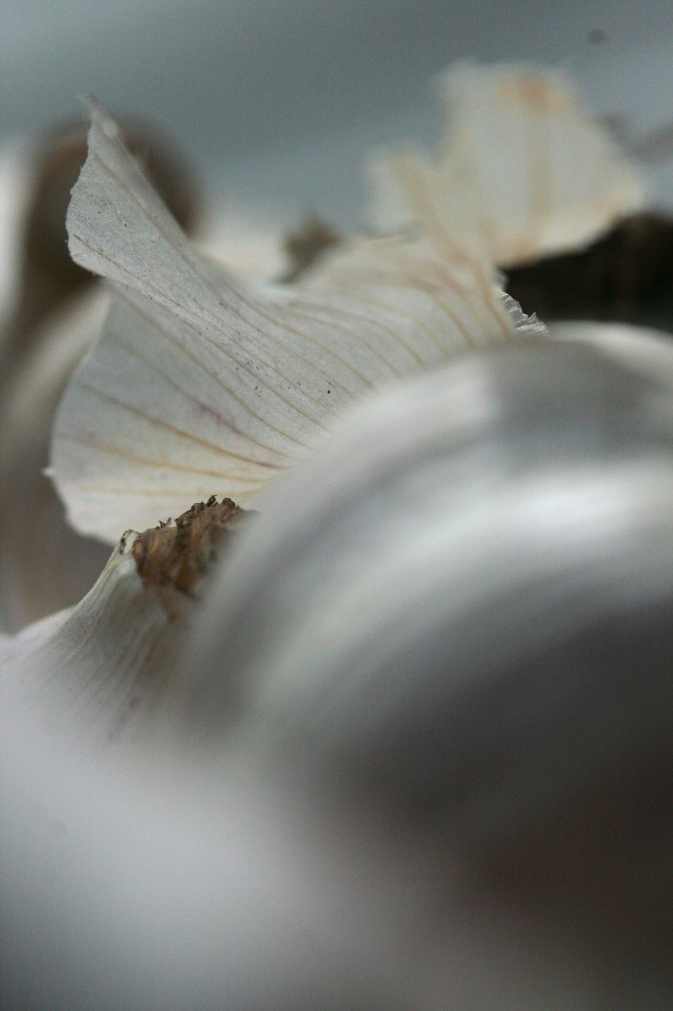 Canon EF 100-300mm F4.5-5.6 USM sample photo. Garlic harvest photography