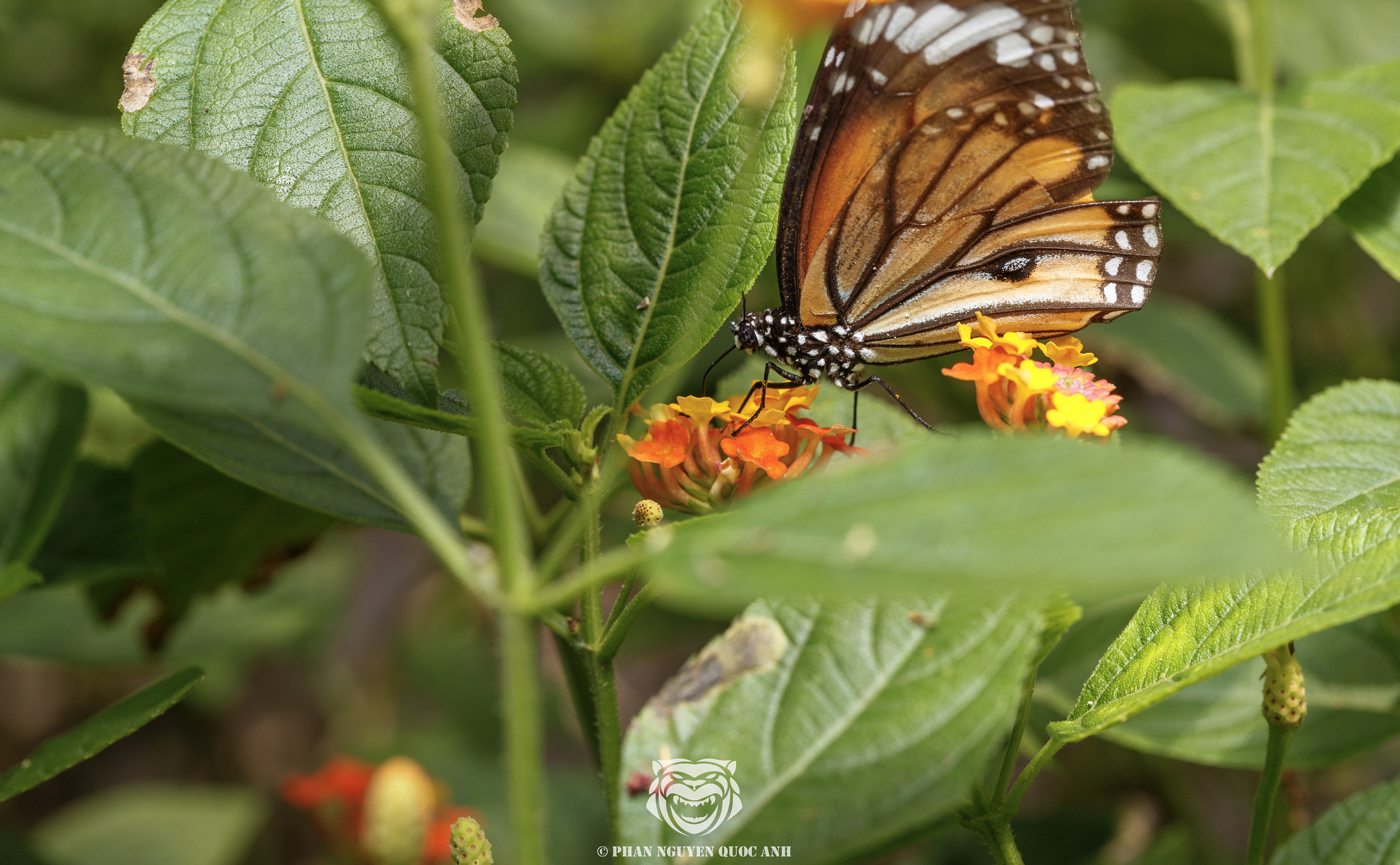 Canon EF 100mm F2.8L Macro IS USM sample photo. Butterfly in vietnam photography