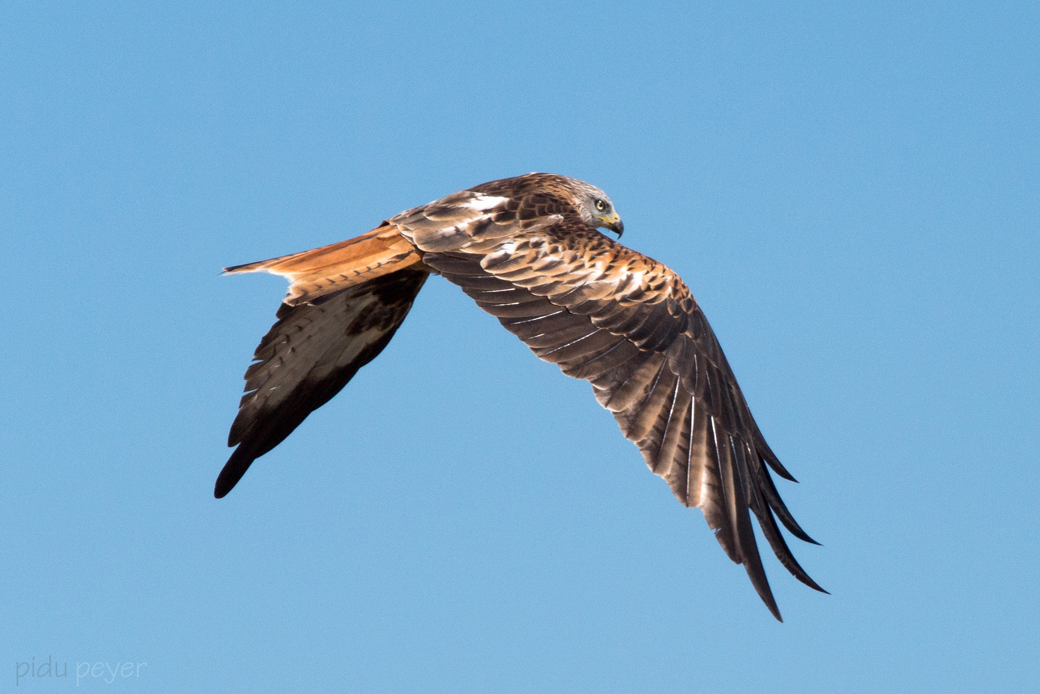 Nikon AF-S Nikkor 200-500mm F5.6E ED VR sample photo. Red kite - rotmilan photography