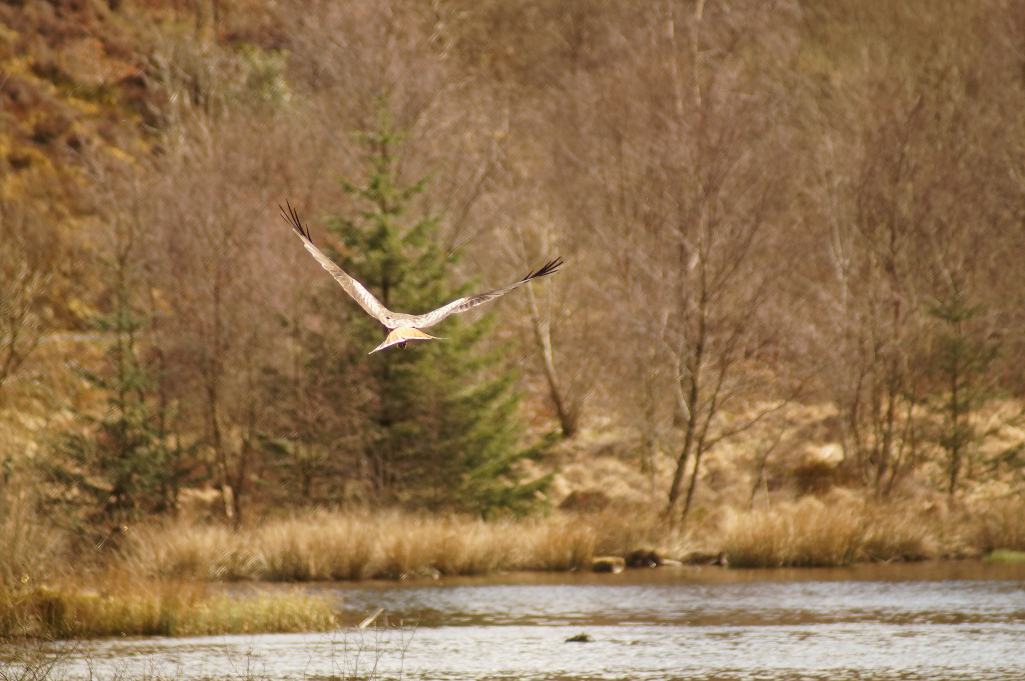 Sony SLT-A37 + Sony 75-300mm F4.5-5.6 sample photo. Red kite photography