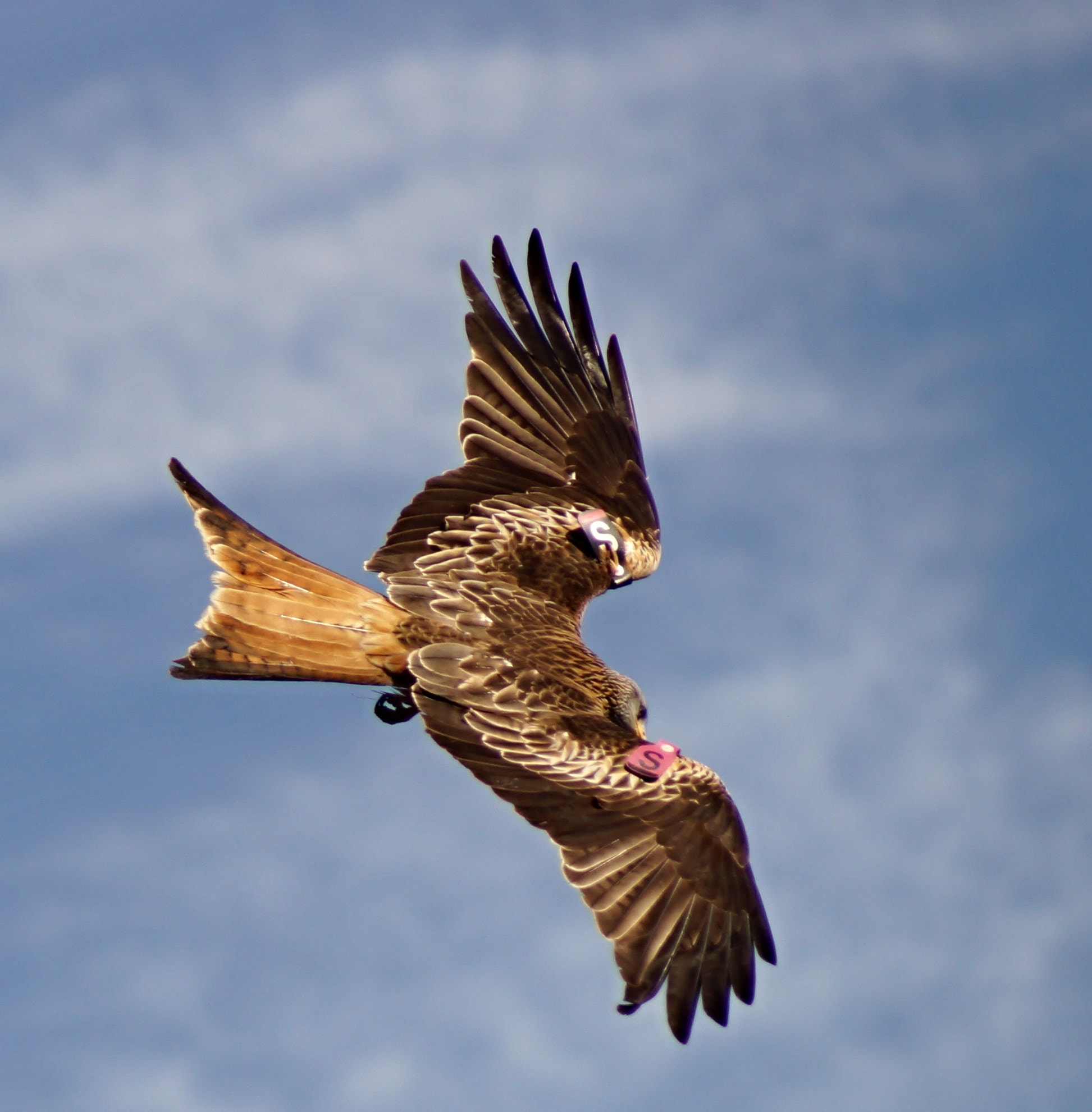 Sony SLT-A37 + Sony 75-300mm F4.5-5.6 sample photo. Red kite photography