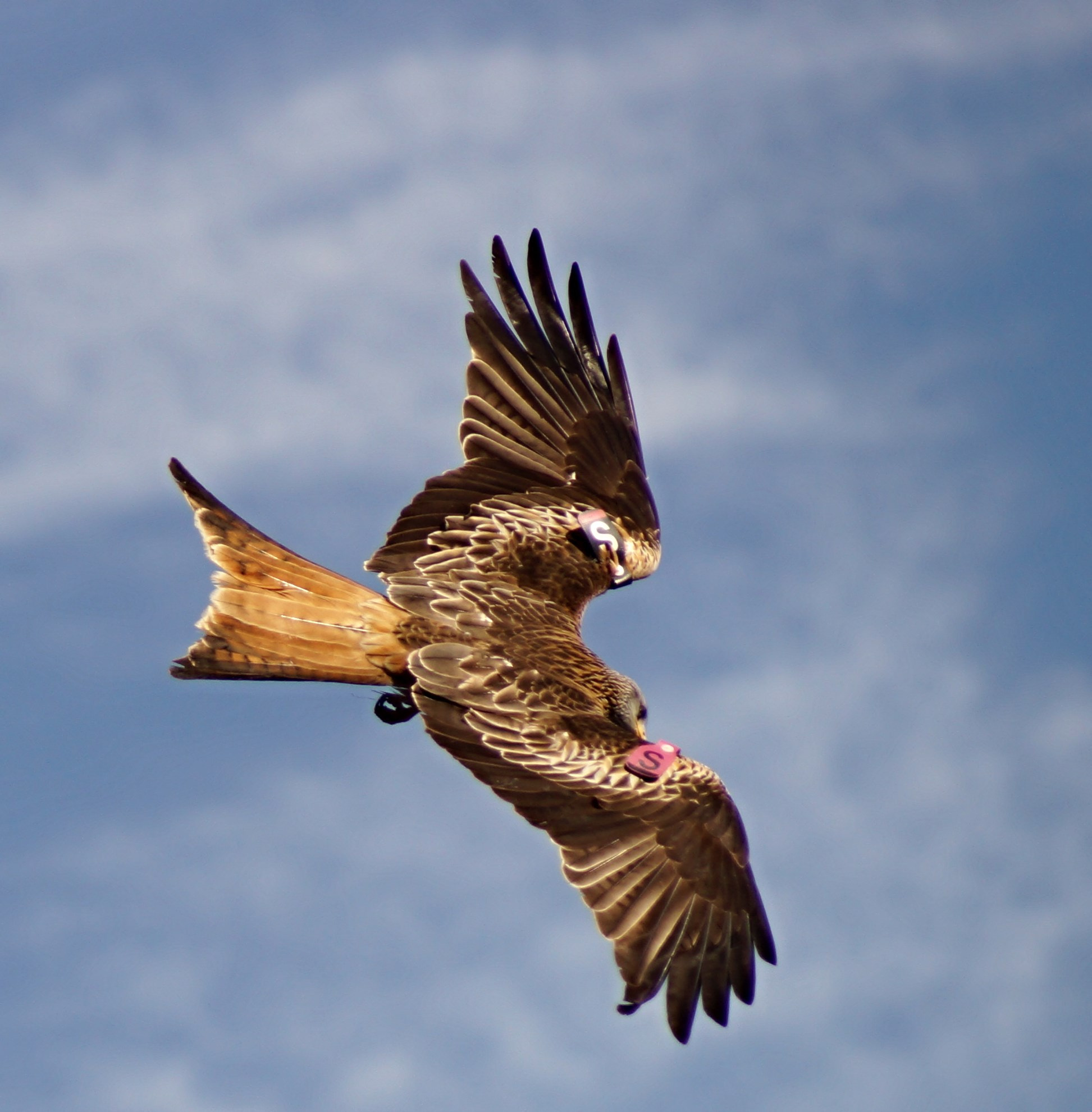Sony 75-300mm F4.5-5.6 sample photo. Red kite photography