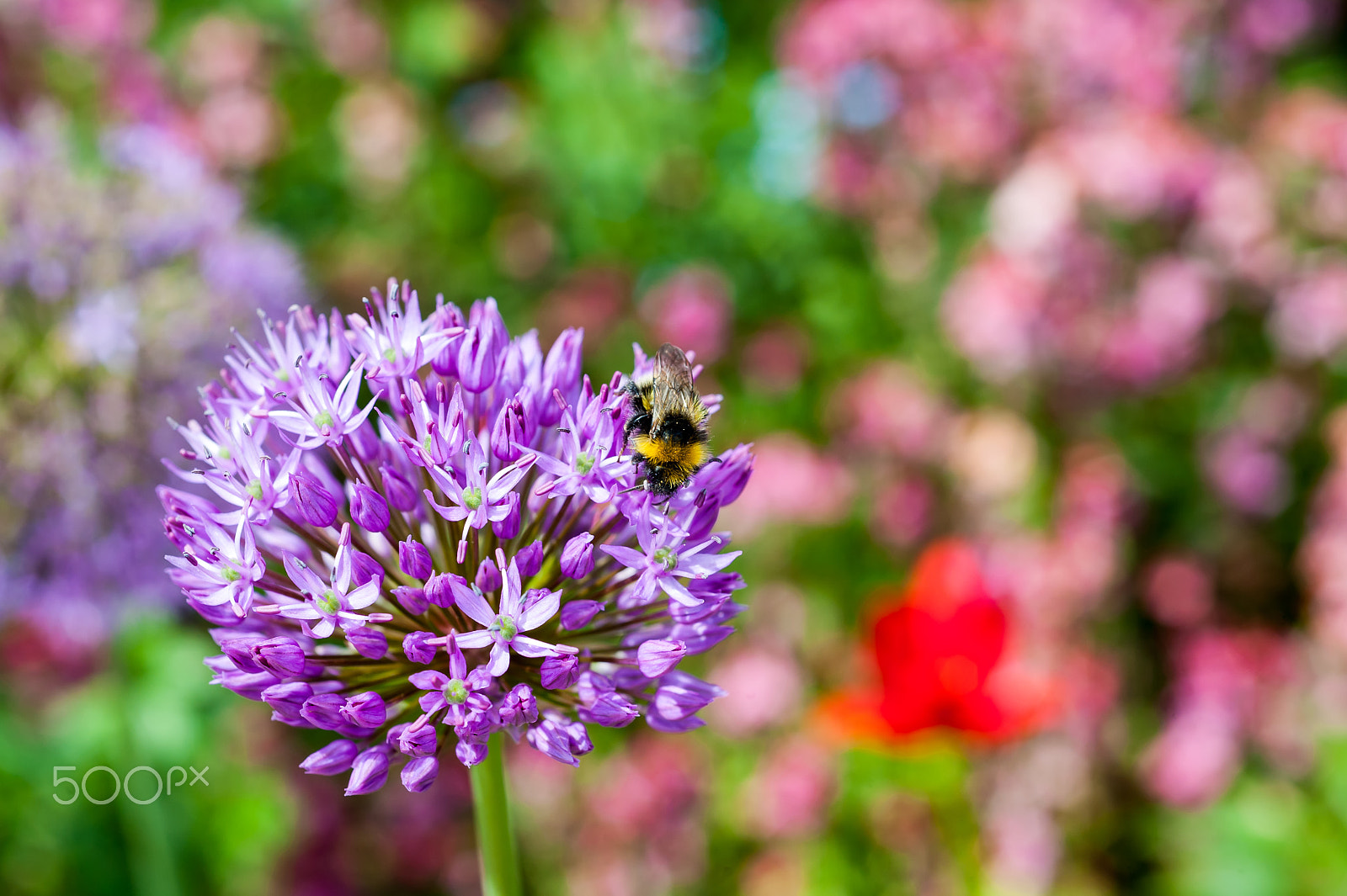 Nikon D3 + Nikon AF Micro-Nikkor 60mm F2.8D sample photo. Bee photography