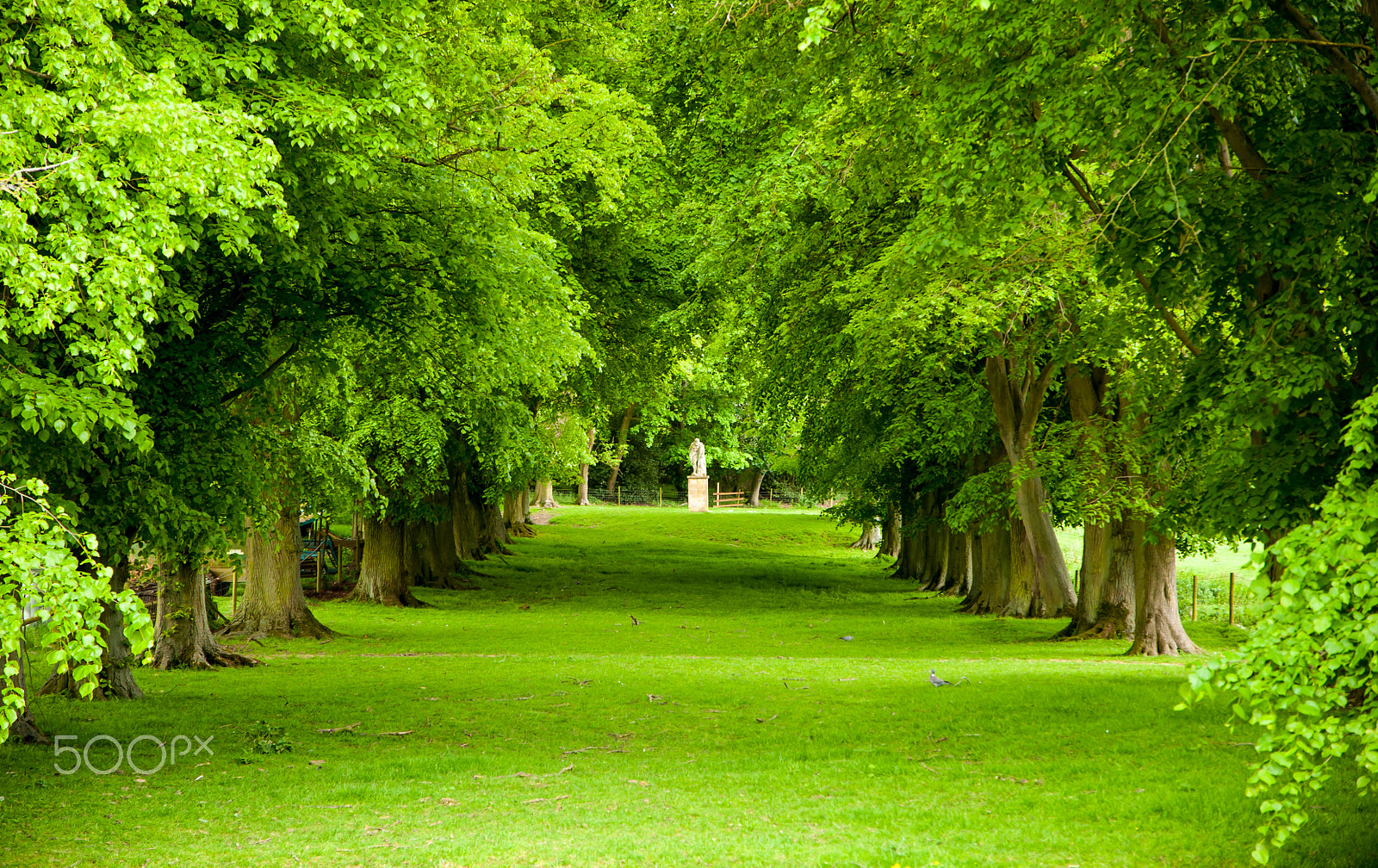 Nikon D3 sample photo. Avenue photography