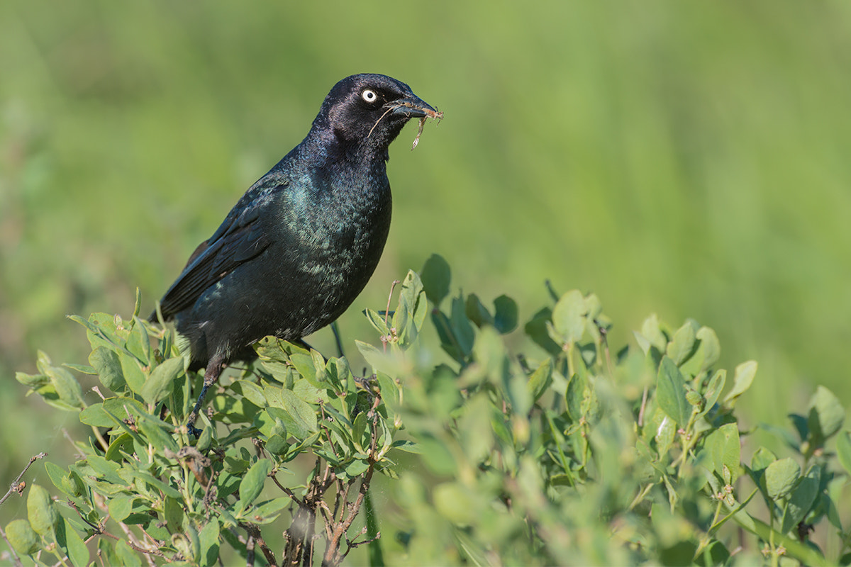 Nikon AF-S Nikkor 500mm F4D ED-IF II sample photo. Brewer's blackbird photography