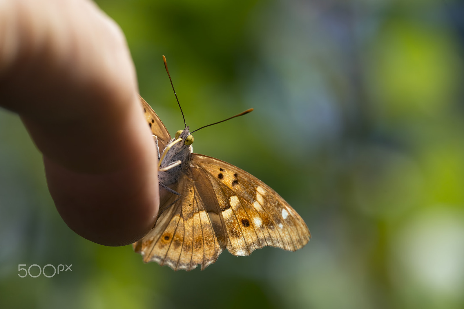 Sigma 150mm F2.8 EX DG Macro HSM sample photo. On my finger.....in search of mineral salts__ photography