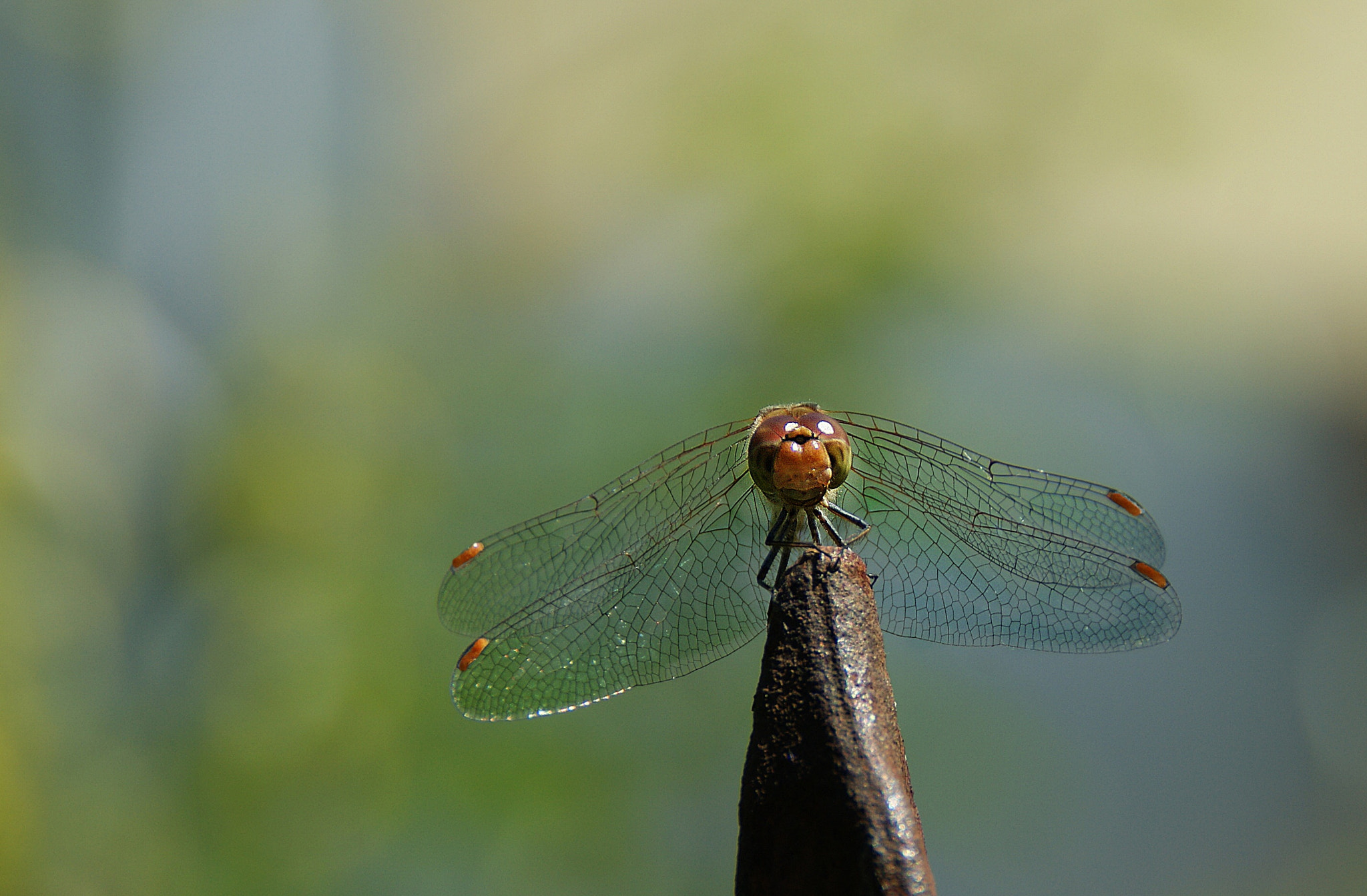 Sony Alpha DSLR-A290 sample photo. Heidelibelle – sympetrum photography