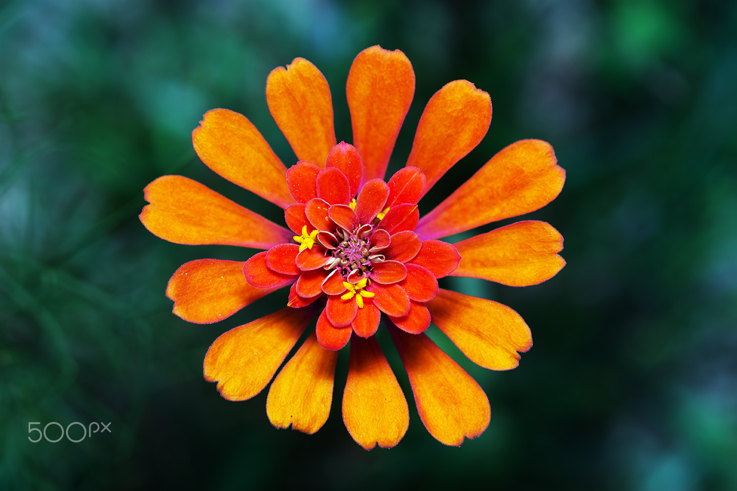 Sony a99 II + Sony 100mm F2.8 Macro sample photo. Barberton daisy photography