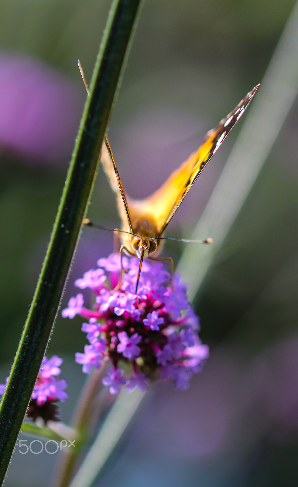 Canon EOS 700D (EOS Rebel T5i / EOS Kiss X7i) + Canon EF 100mm F2.8L Macro IS USM sample photo. The painted lady photography