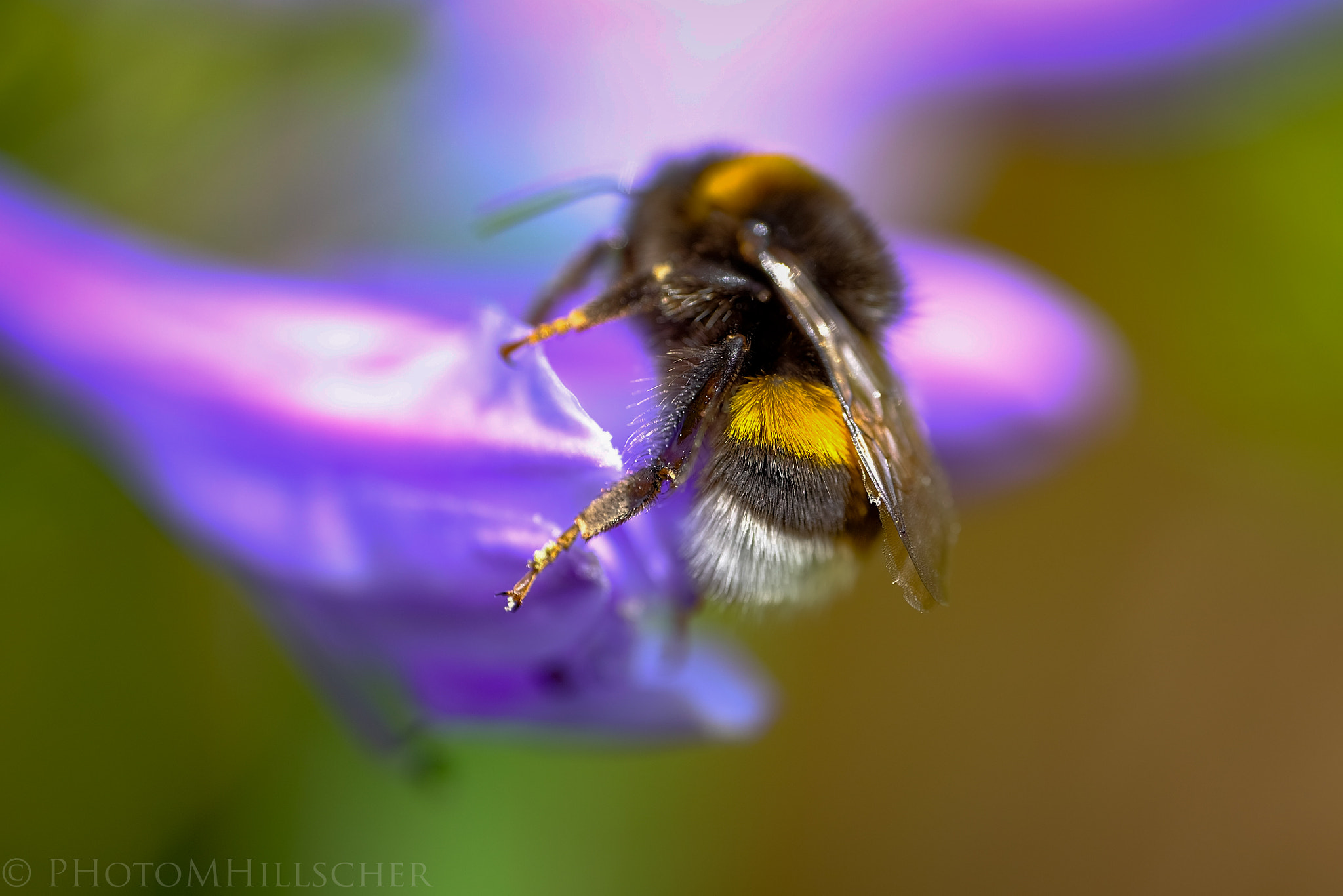 ZEISS Touit 50mm F2.8 sample photo. Hummel photography