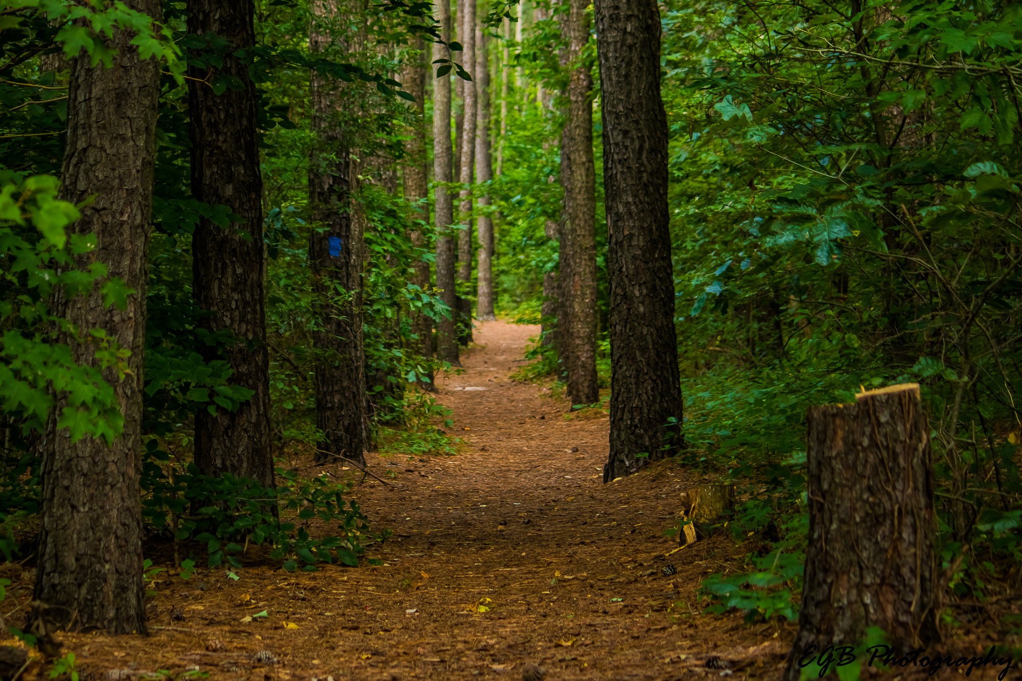 Canon EF-S 55-250mm F4-5.6 IS sample photo. A walk in the woods photography