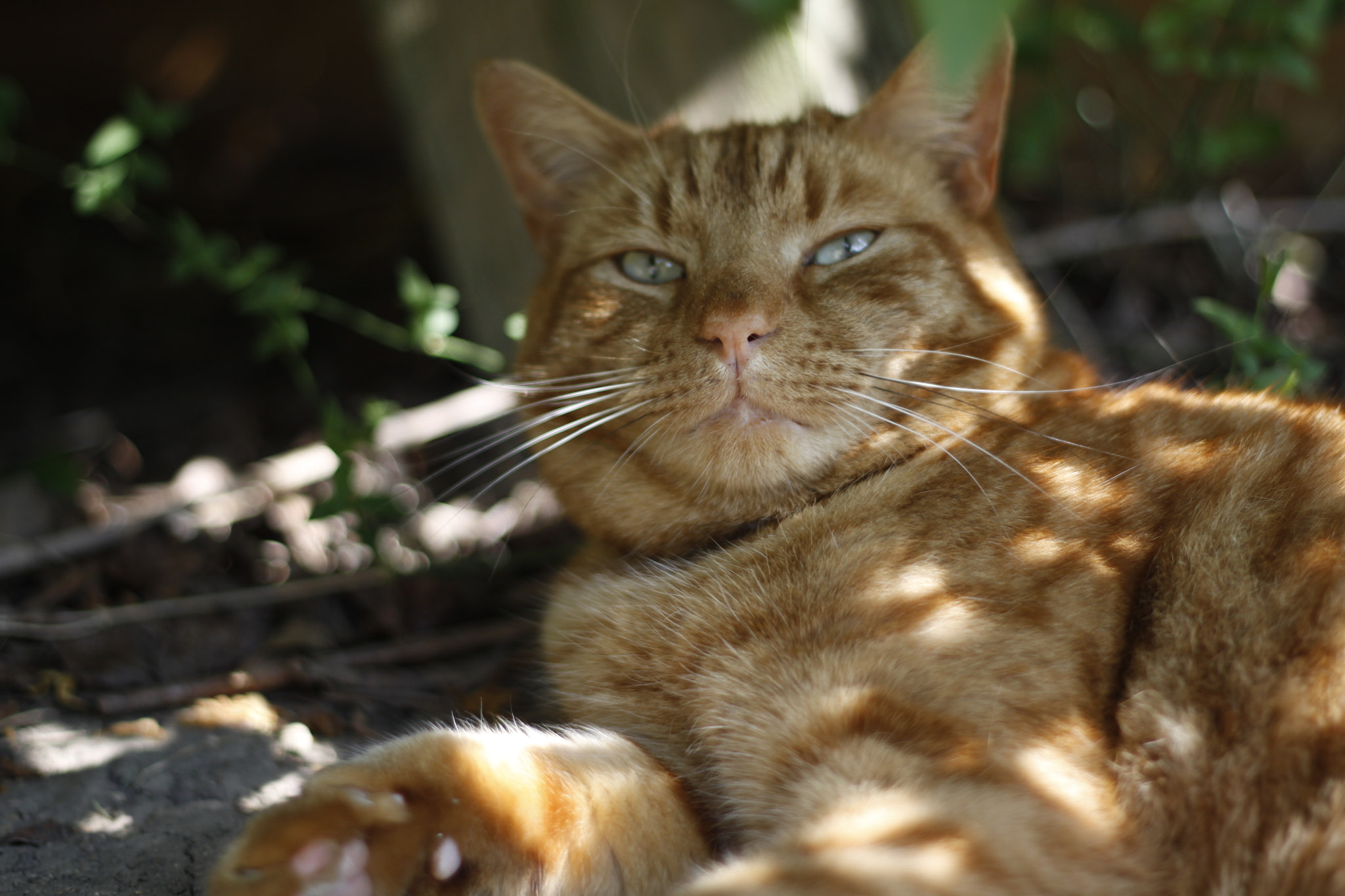 Canon EOS 50D sample photo. This big old ginger tom adopted us. even to the po ... photography