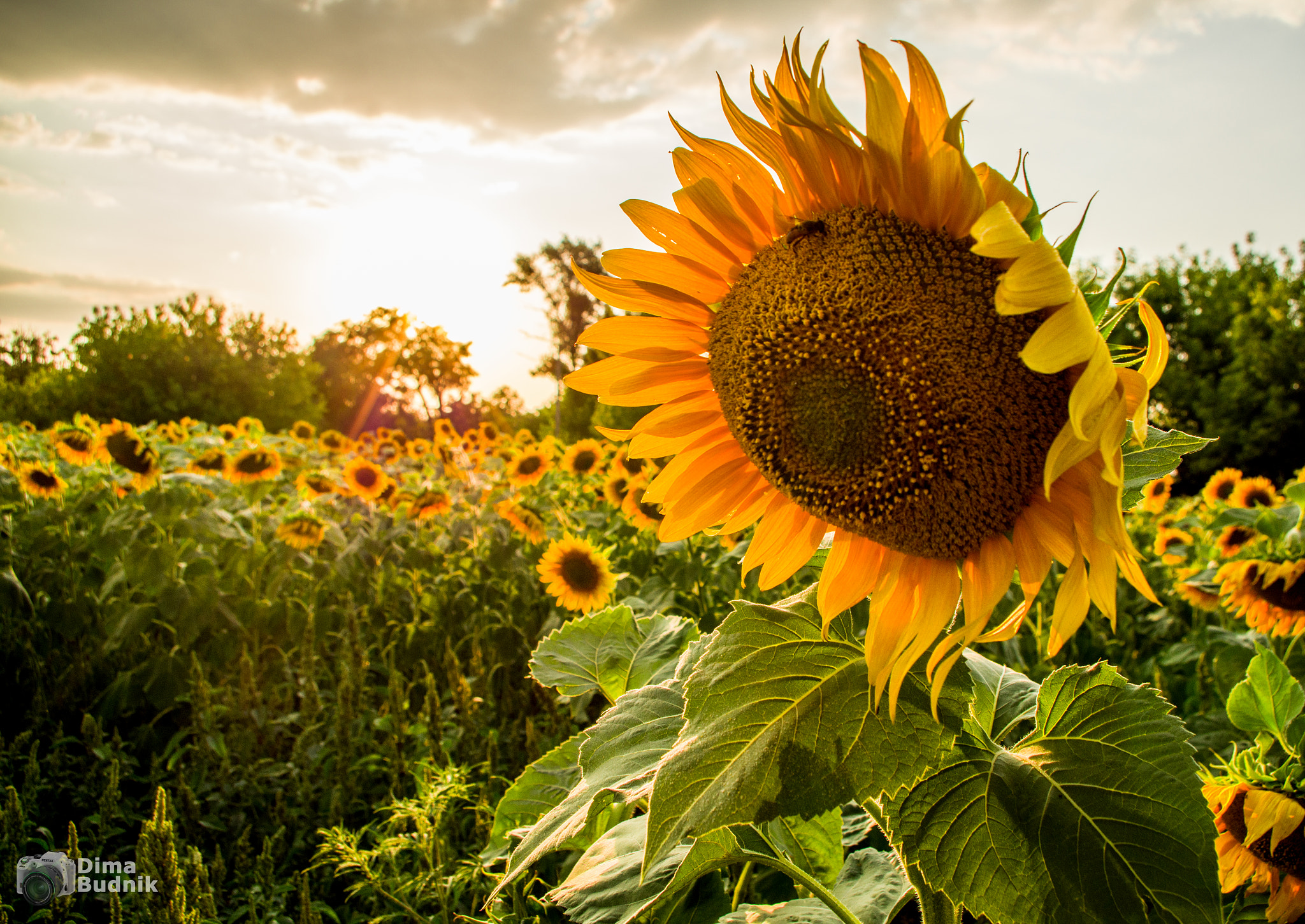 Pentax smc DA 18-55mm F3.5-5.6 AL WR sample photo. Sunflowers photography