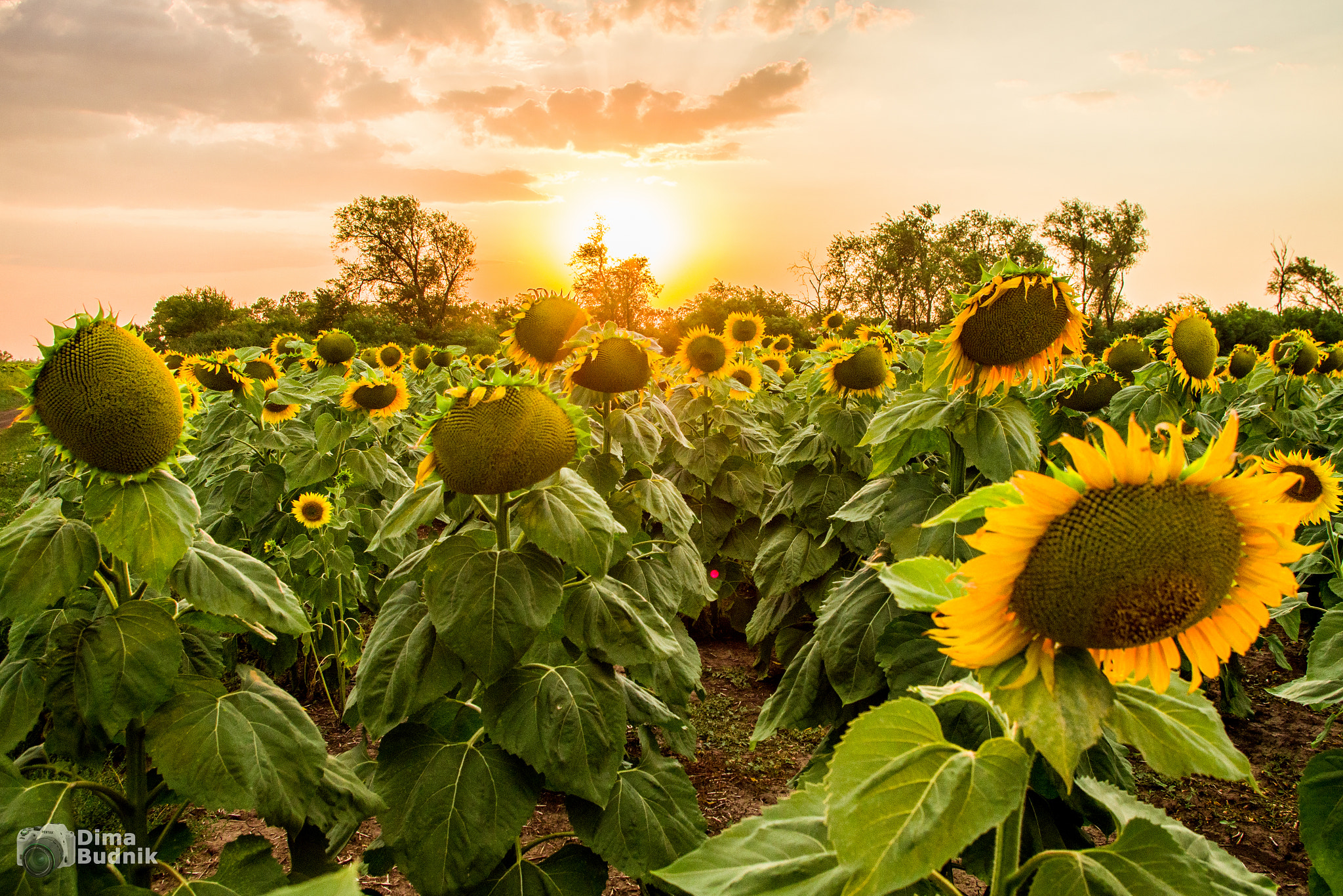 Pentax smc DA 18-55mm F3.5-5.6 AL WR sample photo. Sunflowers photography