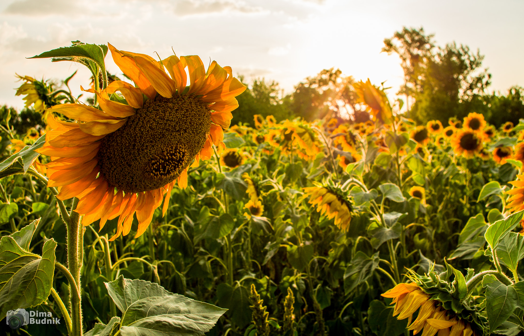 Pentax smc DA 18-55mm F3.5-5.6 AL WR sample photo. Sunflowers photography