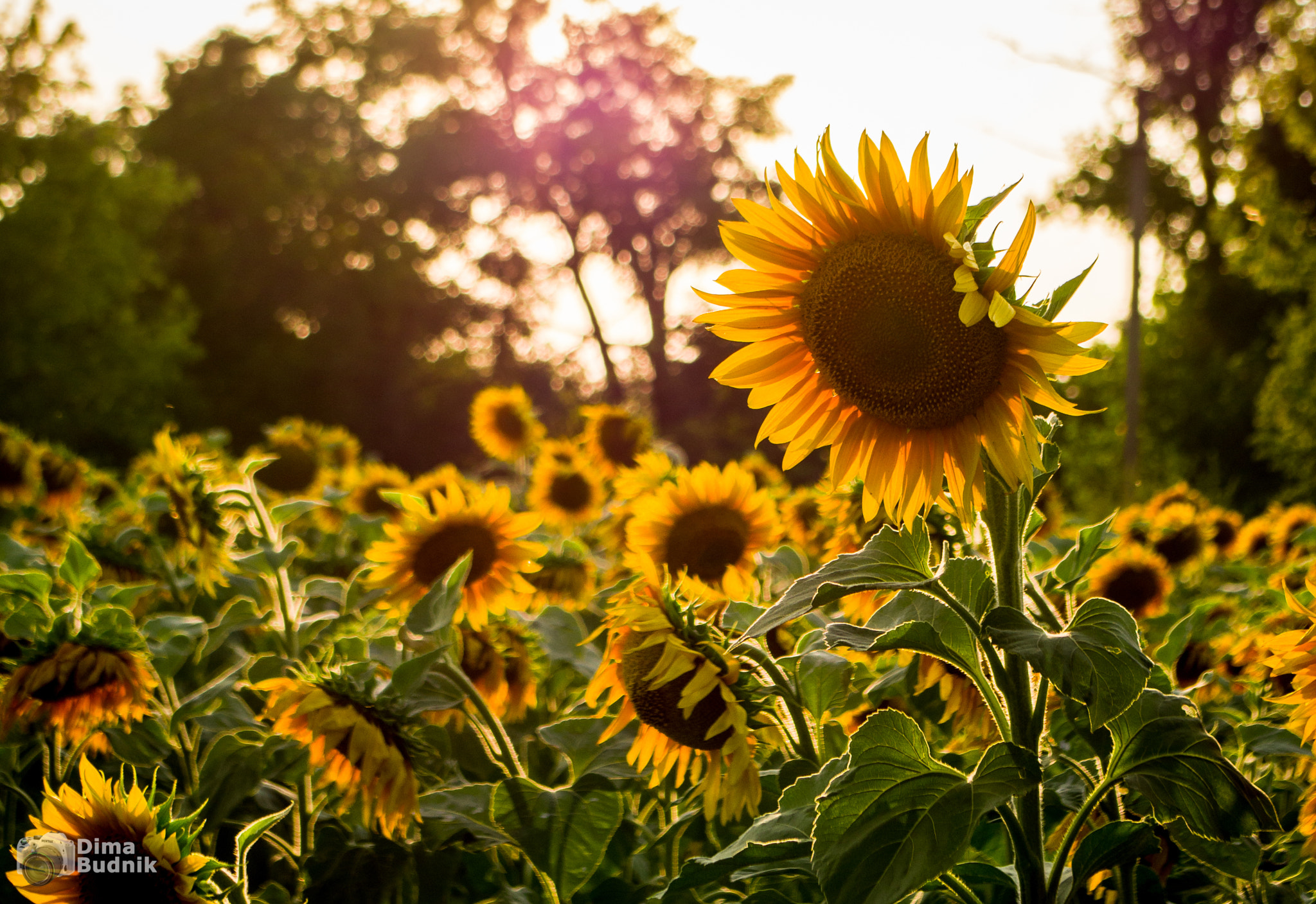 Pentax smc DA 18-55mm F3.5-5.6 AL WR sample photo. Sunflowers photography