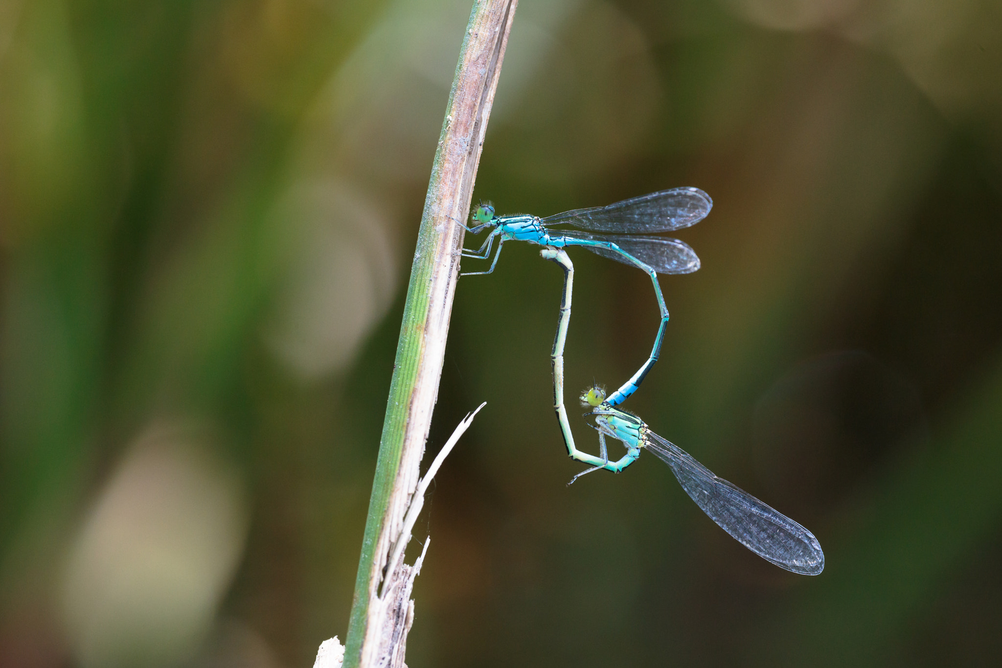 Sigma APO Macro 180mm F2.8 EX DG OS HSM sample photo. Cercion sieboldii photography