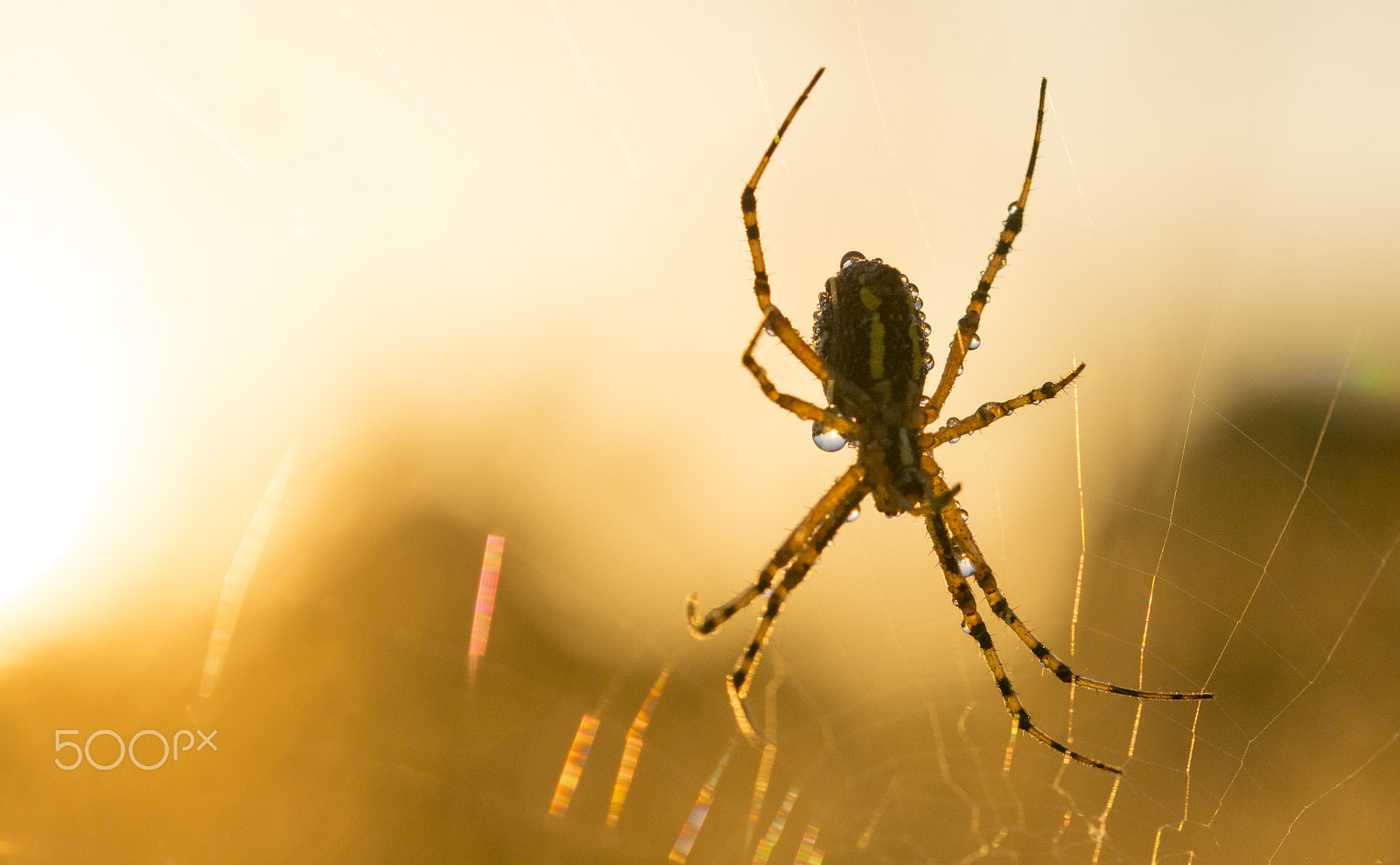Sony ILCA-77M2 + 105mm F2.8 sample photo. Tigerspider morning dew photography