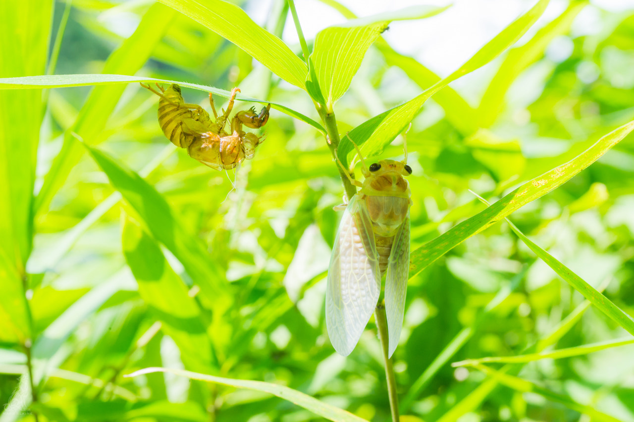 Nikon D3S sample photo. Cicada photography