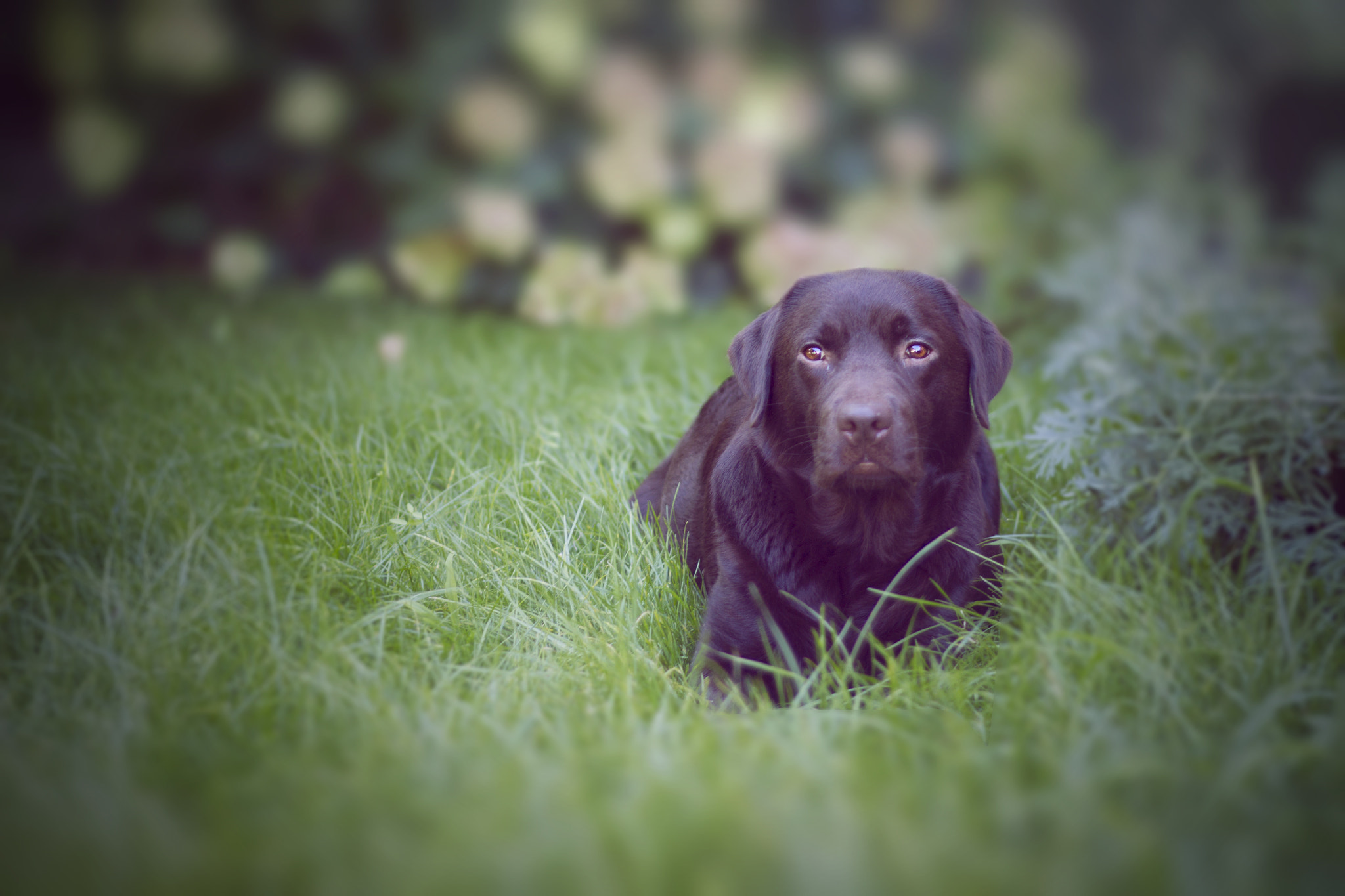 Canon EOS 600D (Rebel EOS T3i / EOS Kiss X5) + Canon EF 50mm F1.8 II sample photo. Emmylou photography