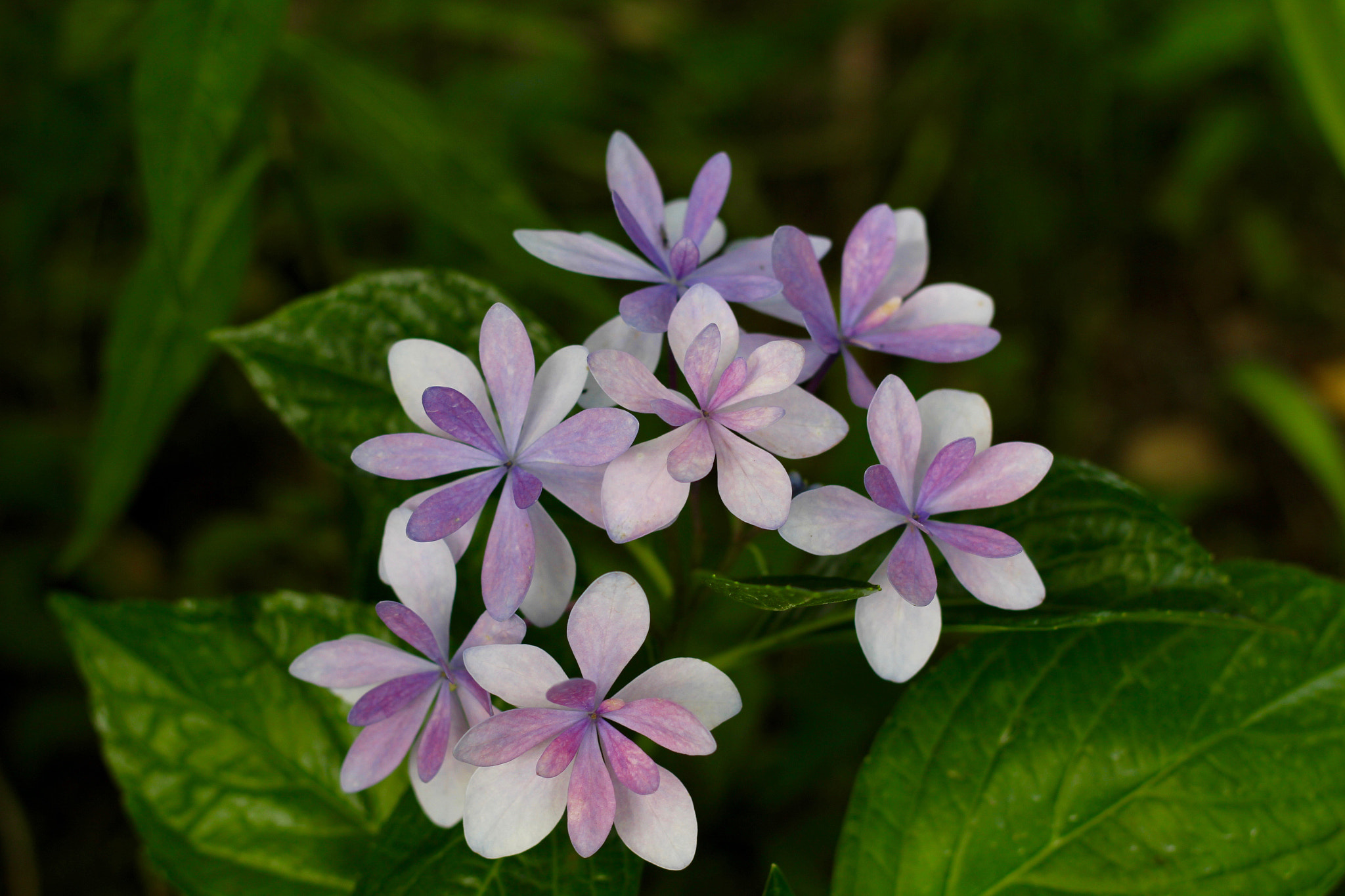 Canon EF 50mm F1.8 II sample photo. Hydrangea ajisai photography