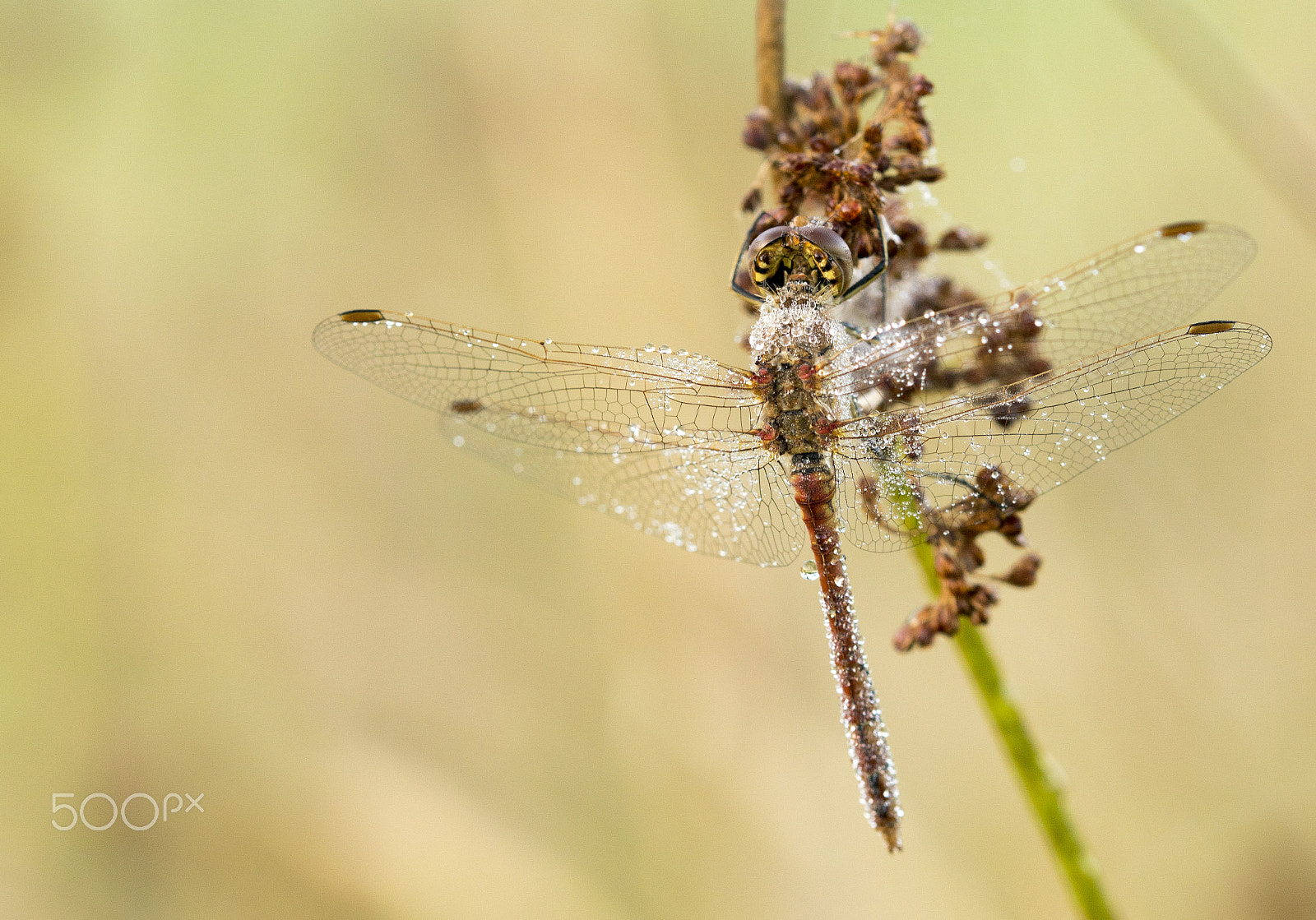 Sony ILCA-77M2 + 105mm F2.8 sample photo. Dragonfly sympetrum sanguineum photography