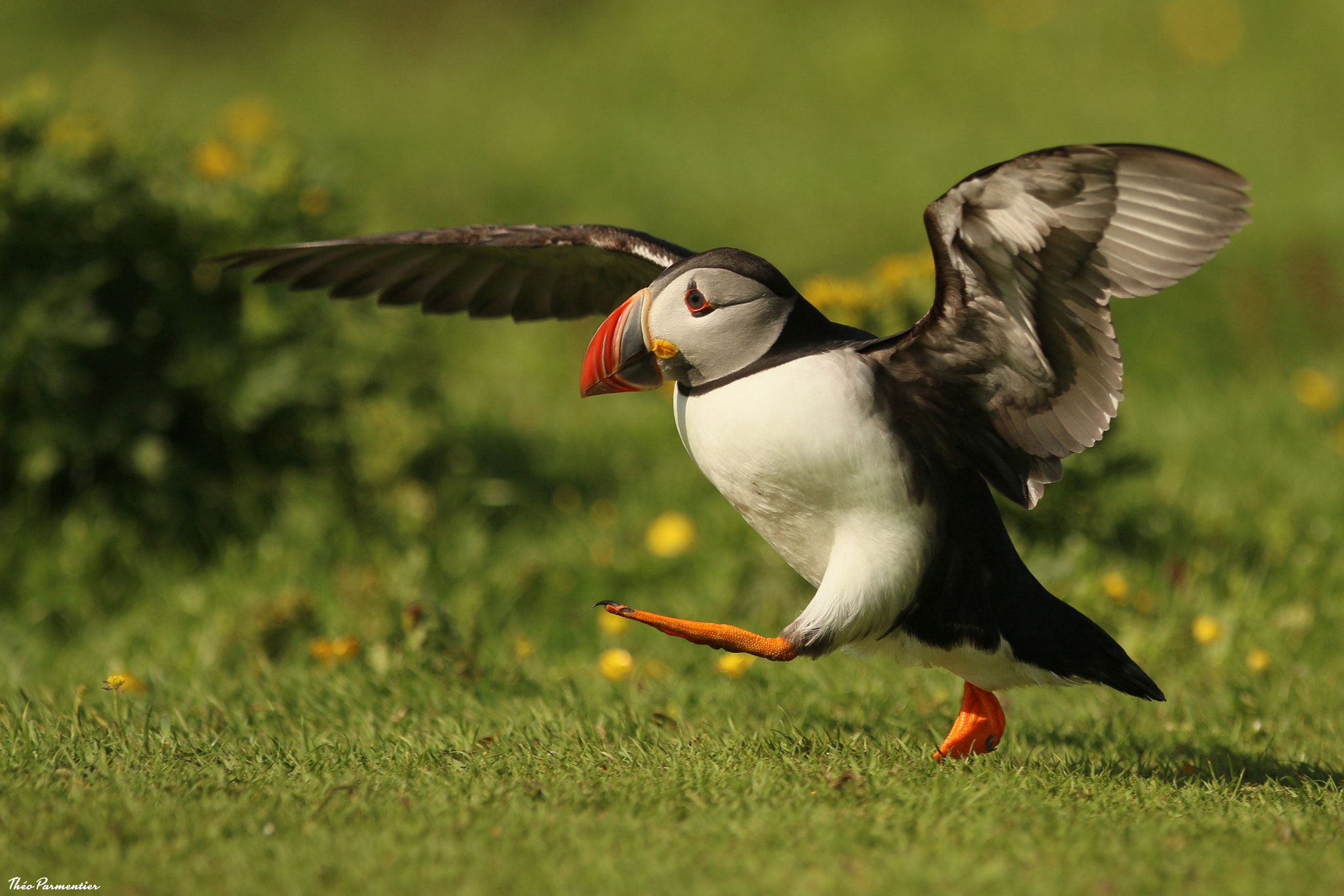 Canon EF 300mm F2.8L IS USM sample photo. Puffin / macareux moine photography