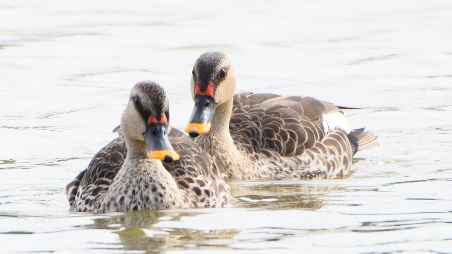 Nikon AF-S Nikkor 200-500mm F5.6E ED VR sample photo. Sa1_8016.jpg photography
