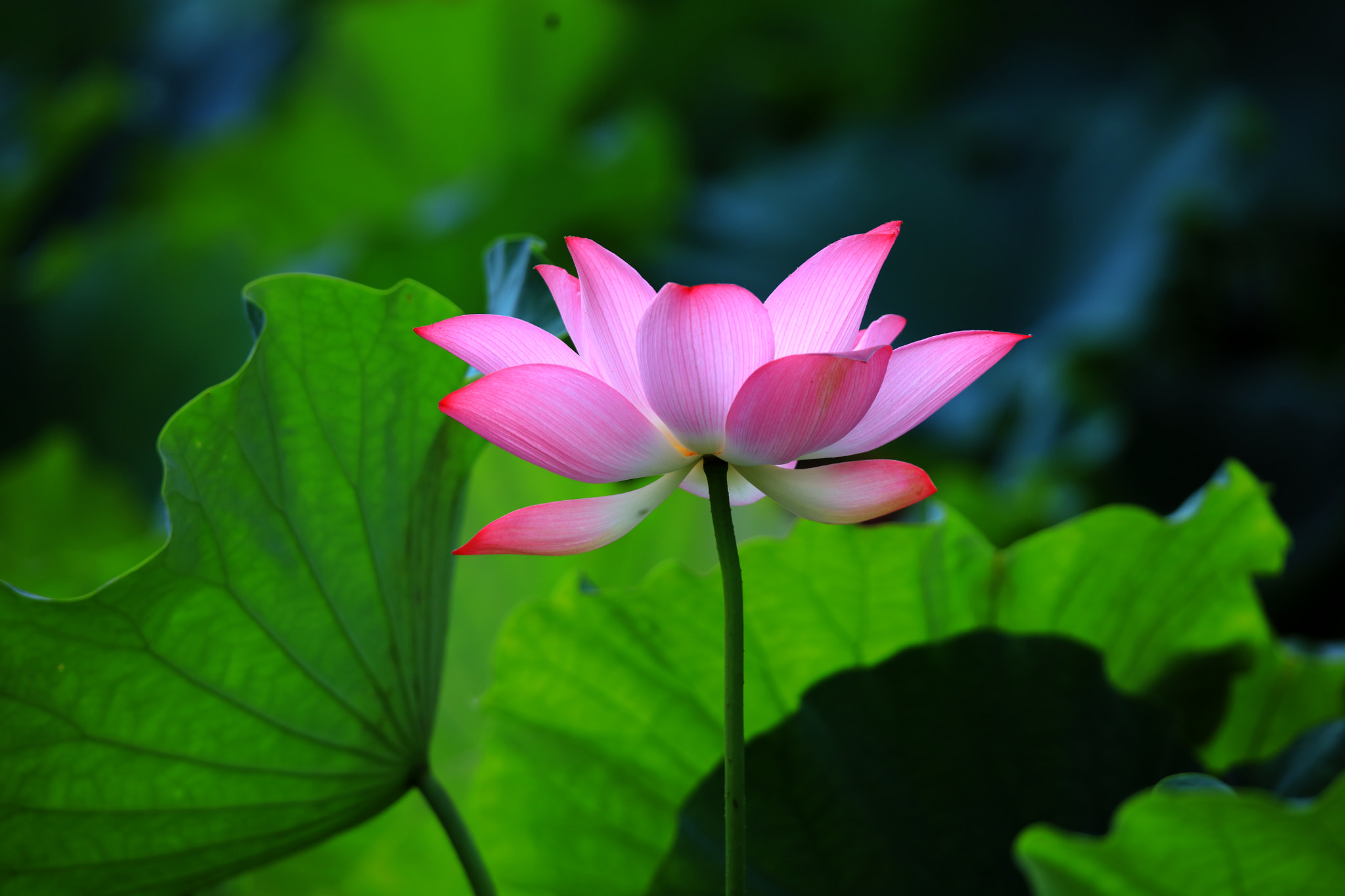 Tamron SP 150-600mm F5-6.3 Di VC USD sample photo. Lotus photography