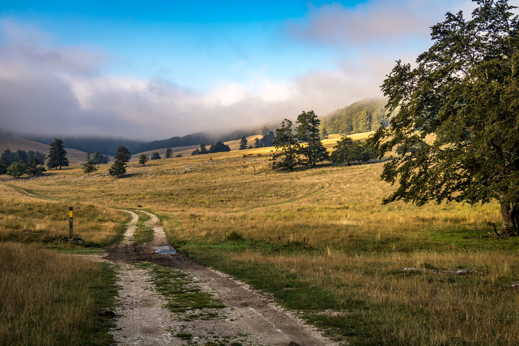 Canon EF 24-85mm F3.5-4.5 USM sample photo. Plateau d'ambel (vercors - french alps) photography