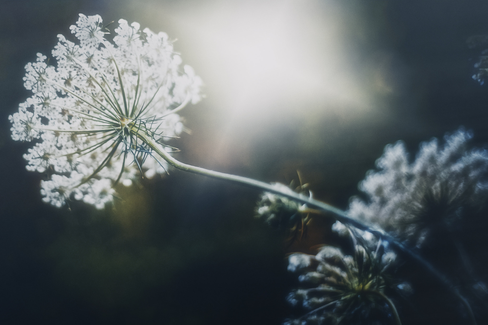 Canon EOS 6D + Canon EF 50mm F1.8 II sample photo. Flower photography