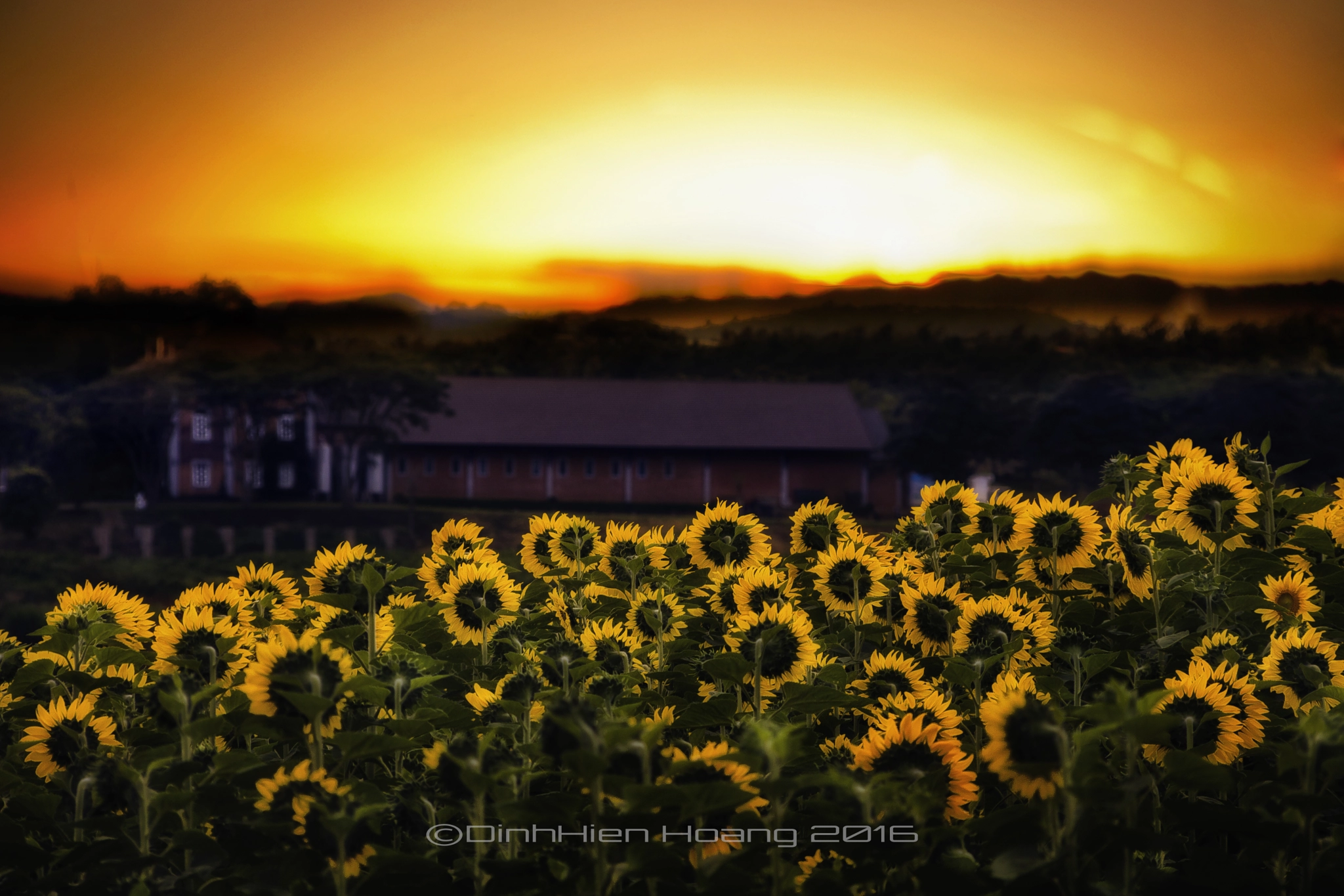 Canon EOS 5D Mark II + Canon EF 70-210mm f/4 sample photo. Bình minh trên cánh đồng hướng dương photography