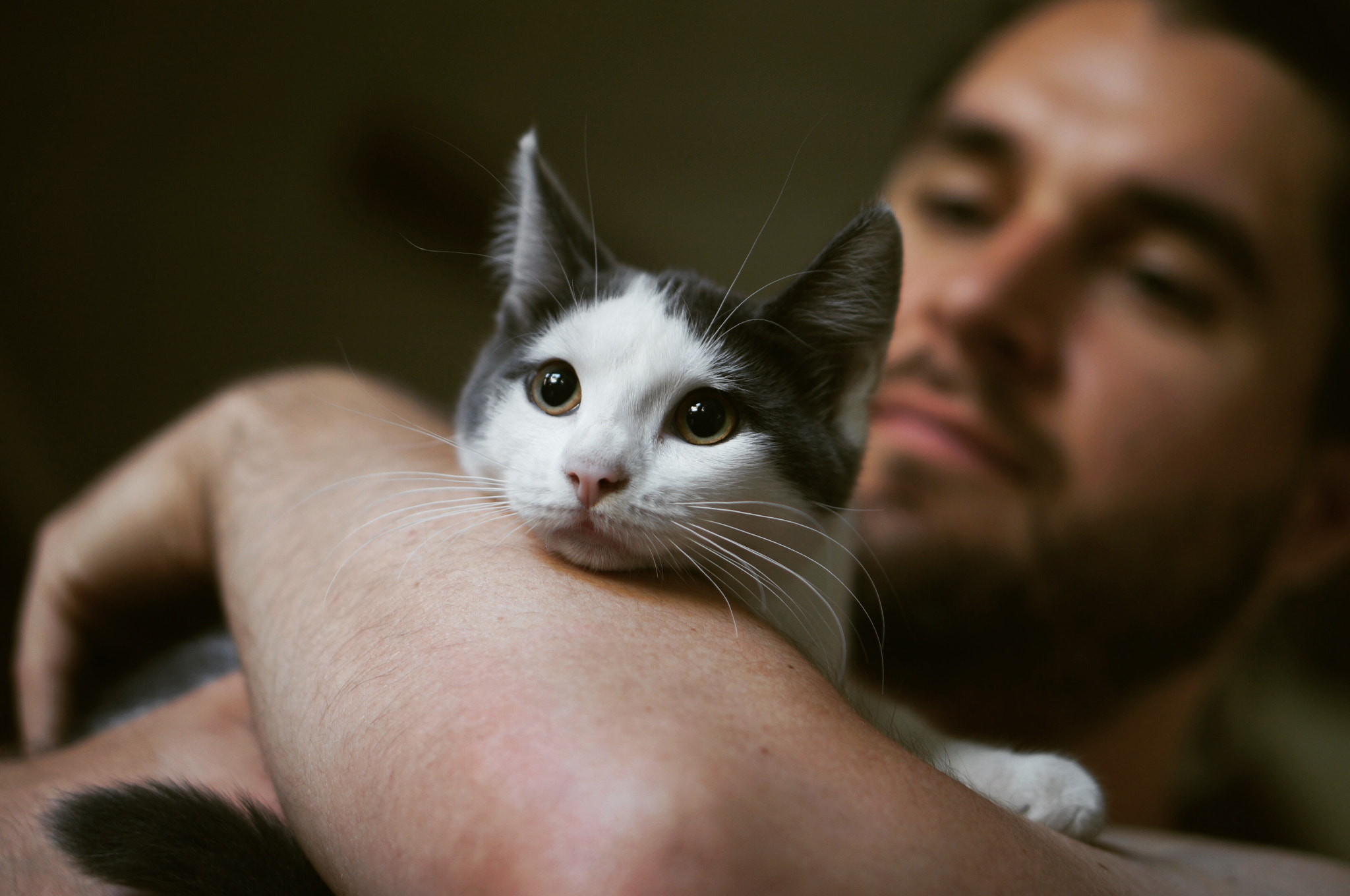 Sony Alpha NEX-3N + E 50mm F1.8 OSS sample photo. Neko photography