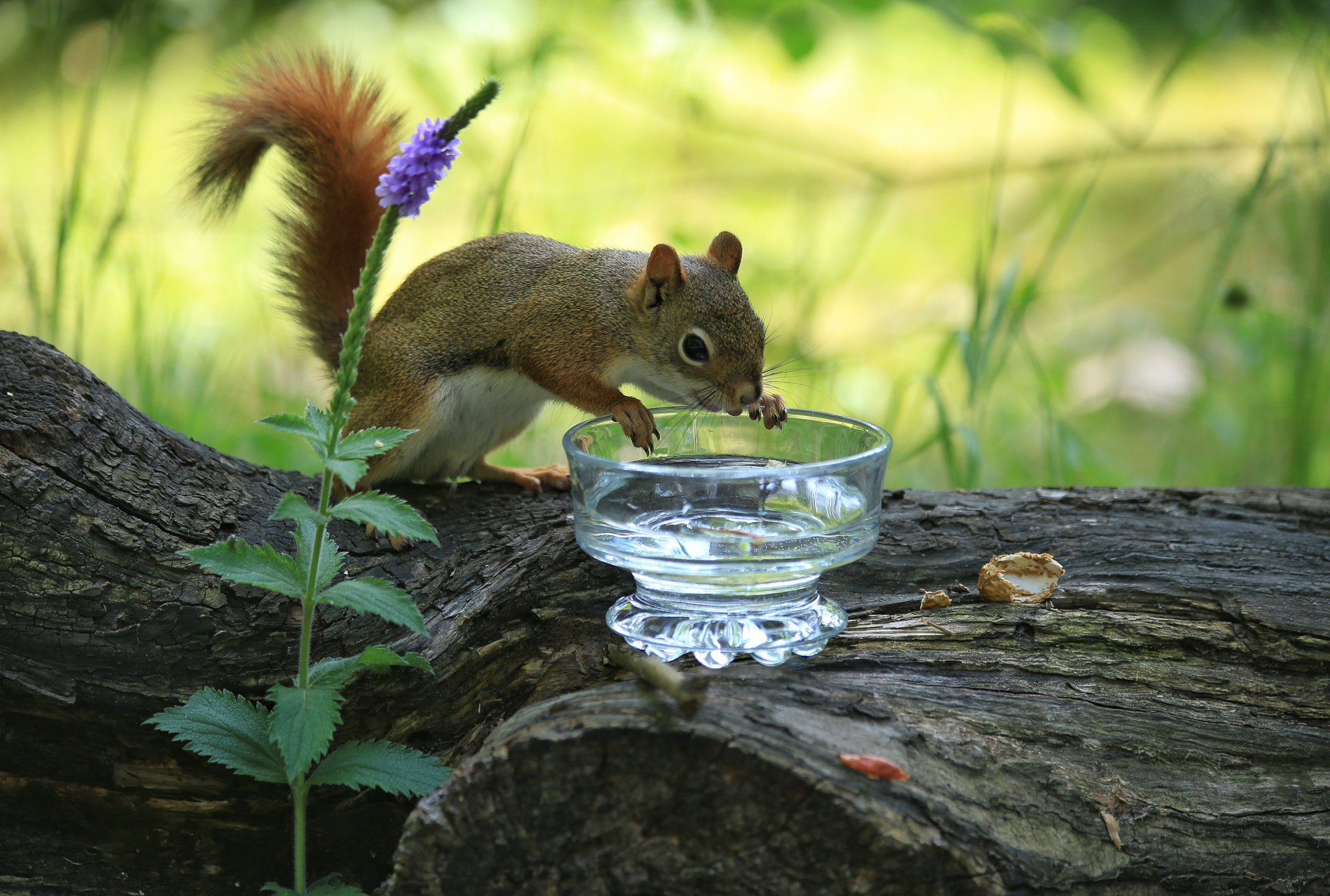 Canon EF 70-300mm F4-5.6 IS USM sample photo. Untitled photography